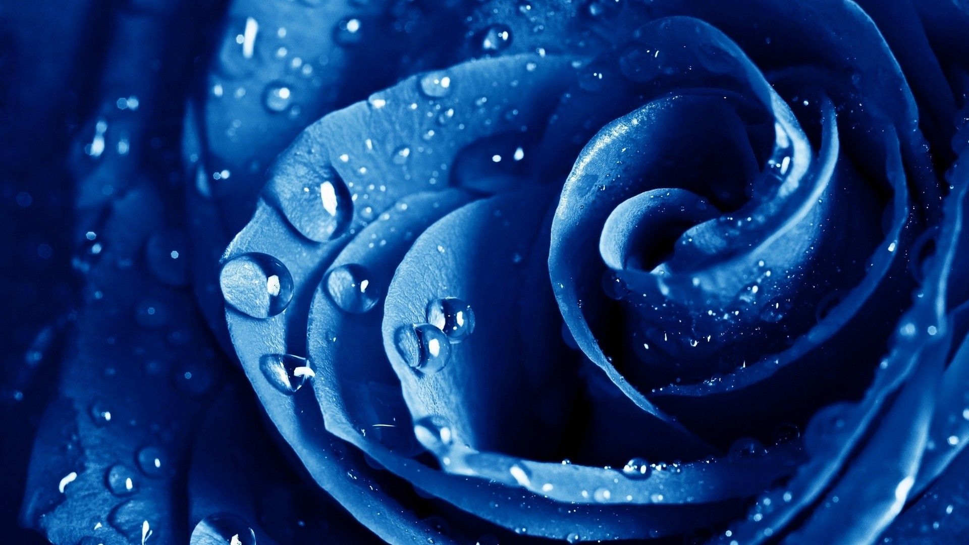 Rosa blu con gocce d'acqua, 1920x1080 Full HD 1080p, PC Desktop