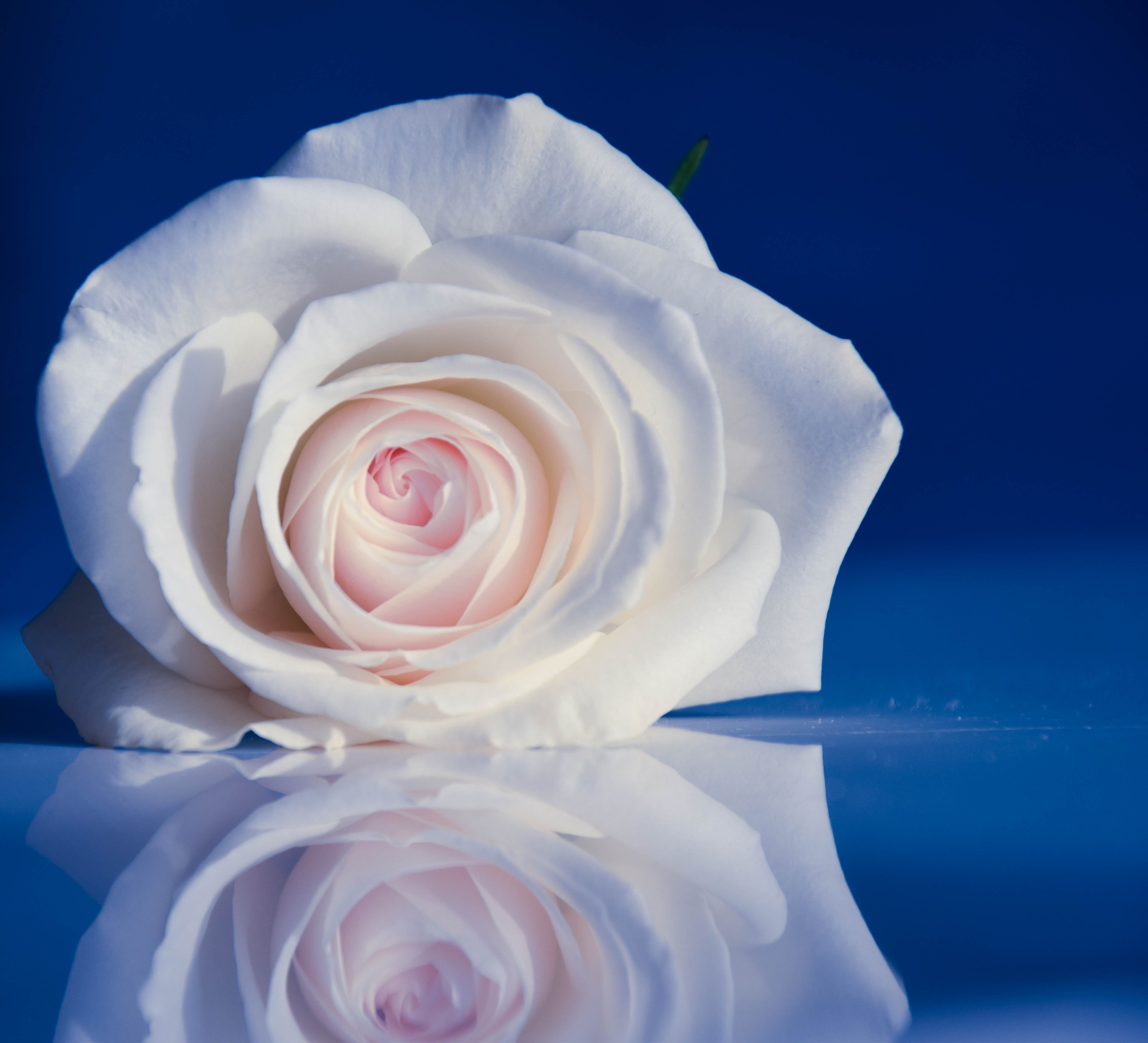 Rosa bianca con riflesso blu, 4404x4000 4K, Desktop 4K