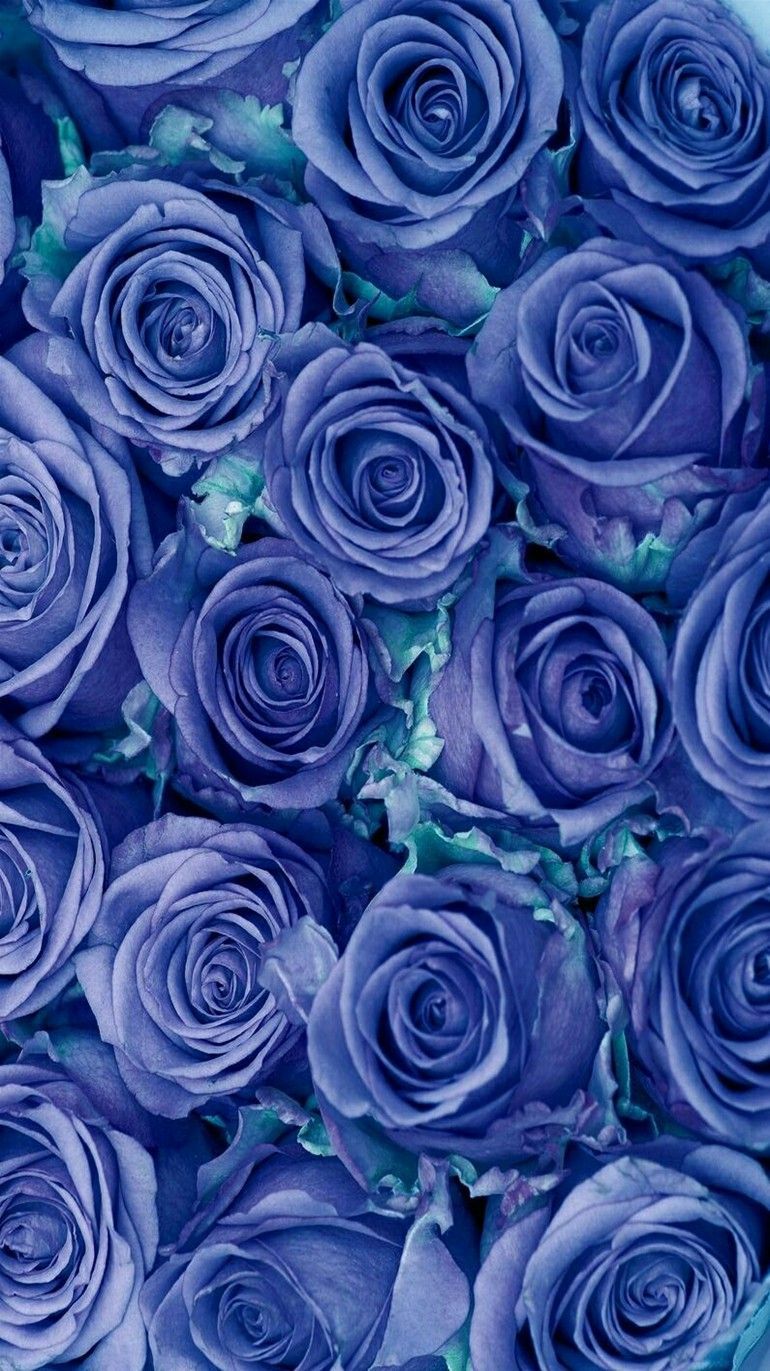 Rose blu ravvicinate, 770x1371 Verticale, Mobile