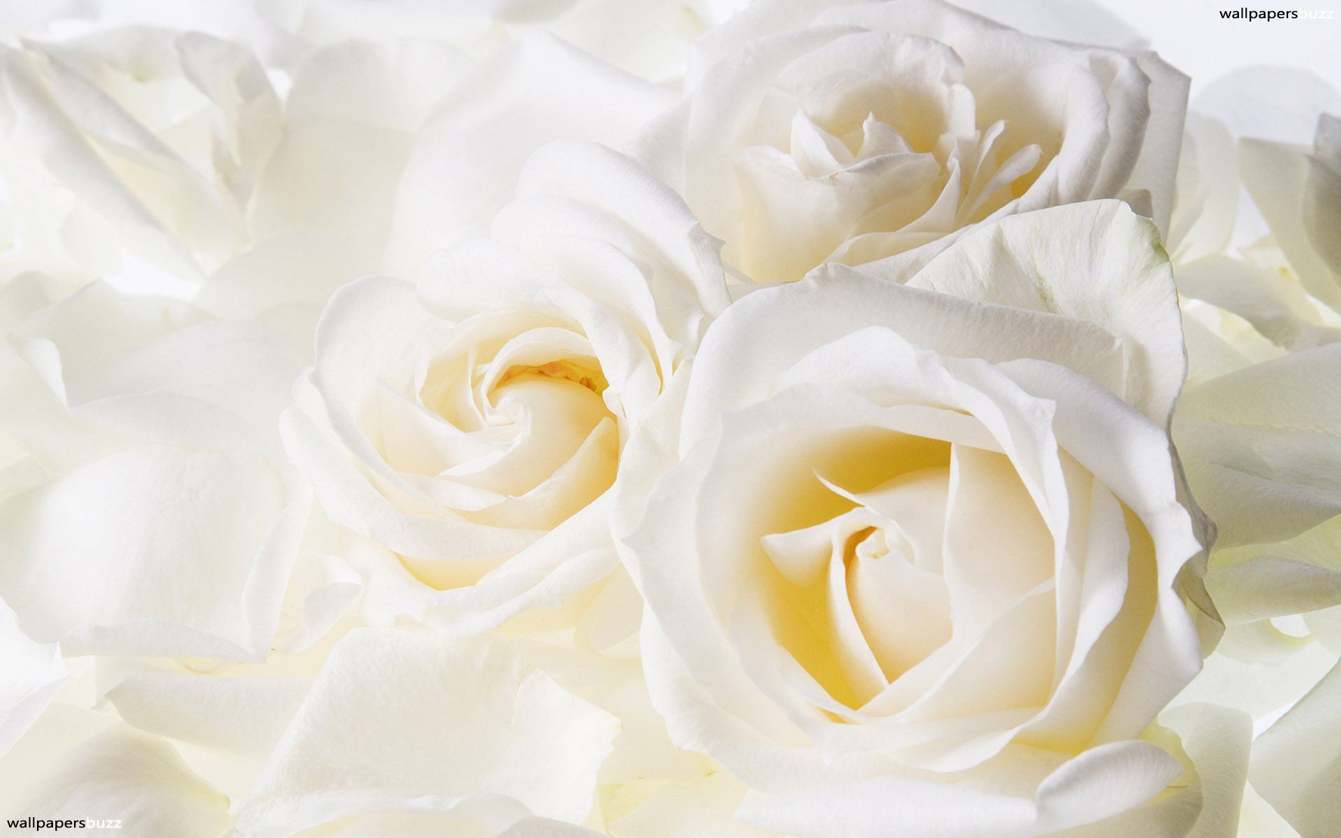 Rose bianche primo piano, 1920x1200 WUXGA, Laptop
