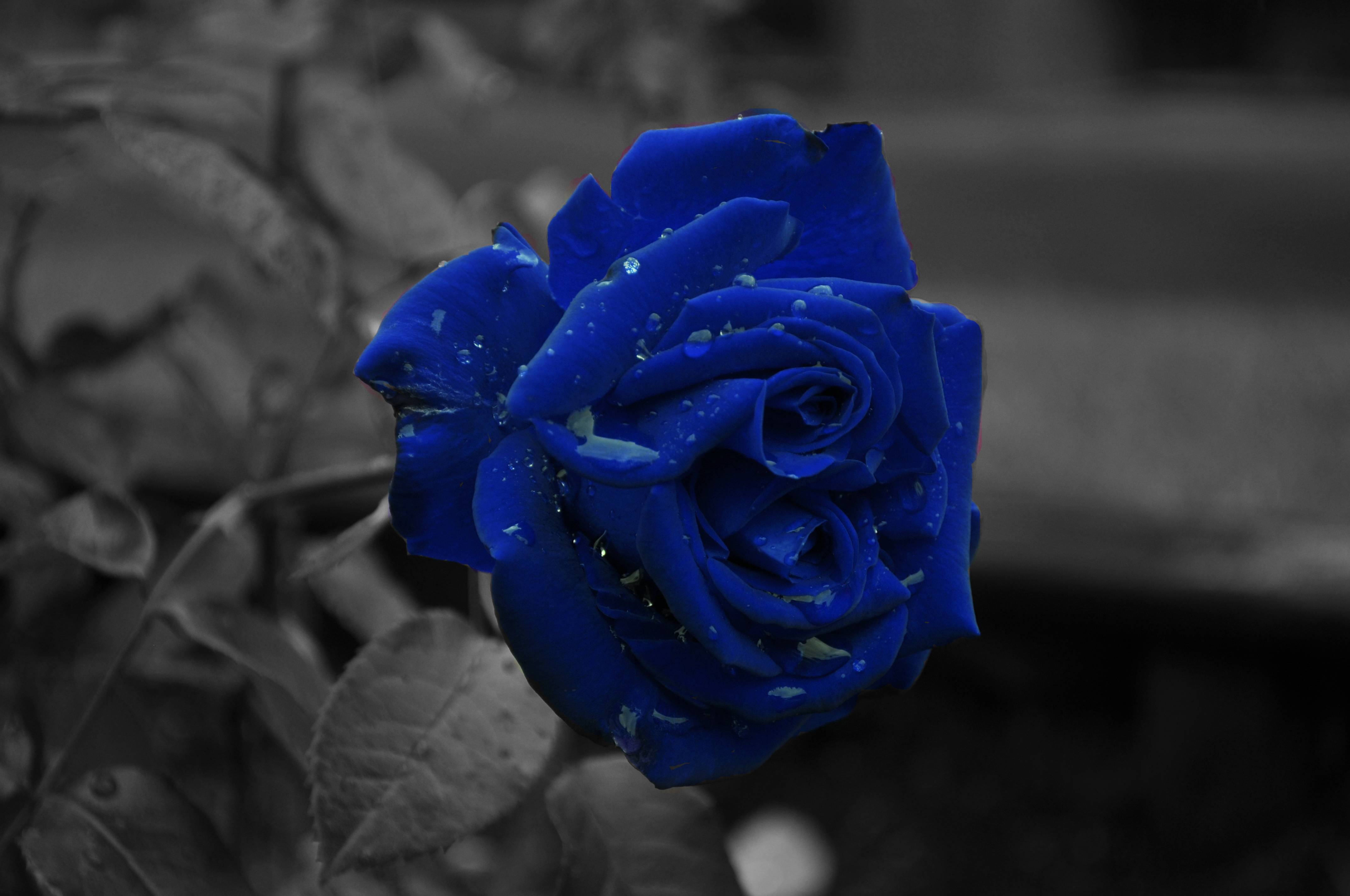 Rosa blu con gocce d'acqua, 4288x2848 Ultra HD, 4K TV