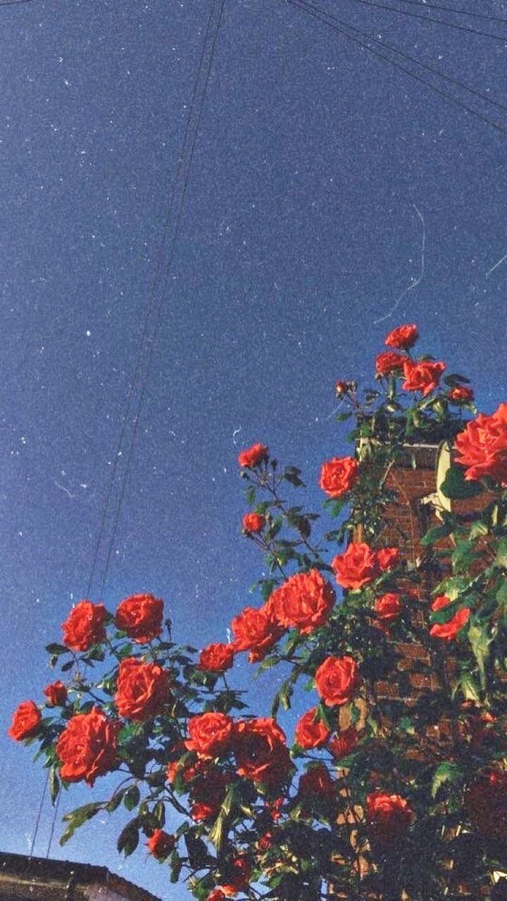 Rose blu vintage a righe, 794x1059 Verticale, Mobile