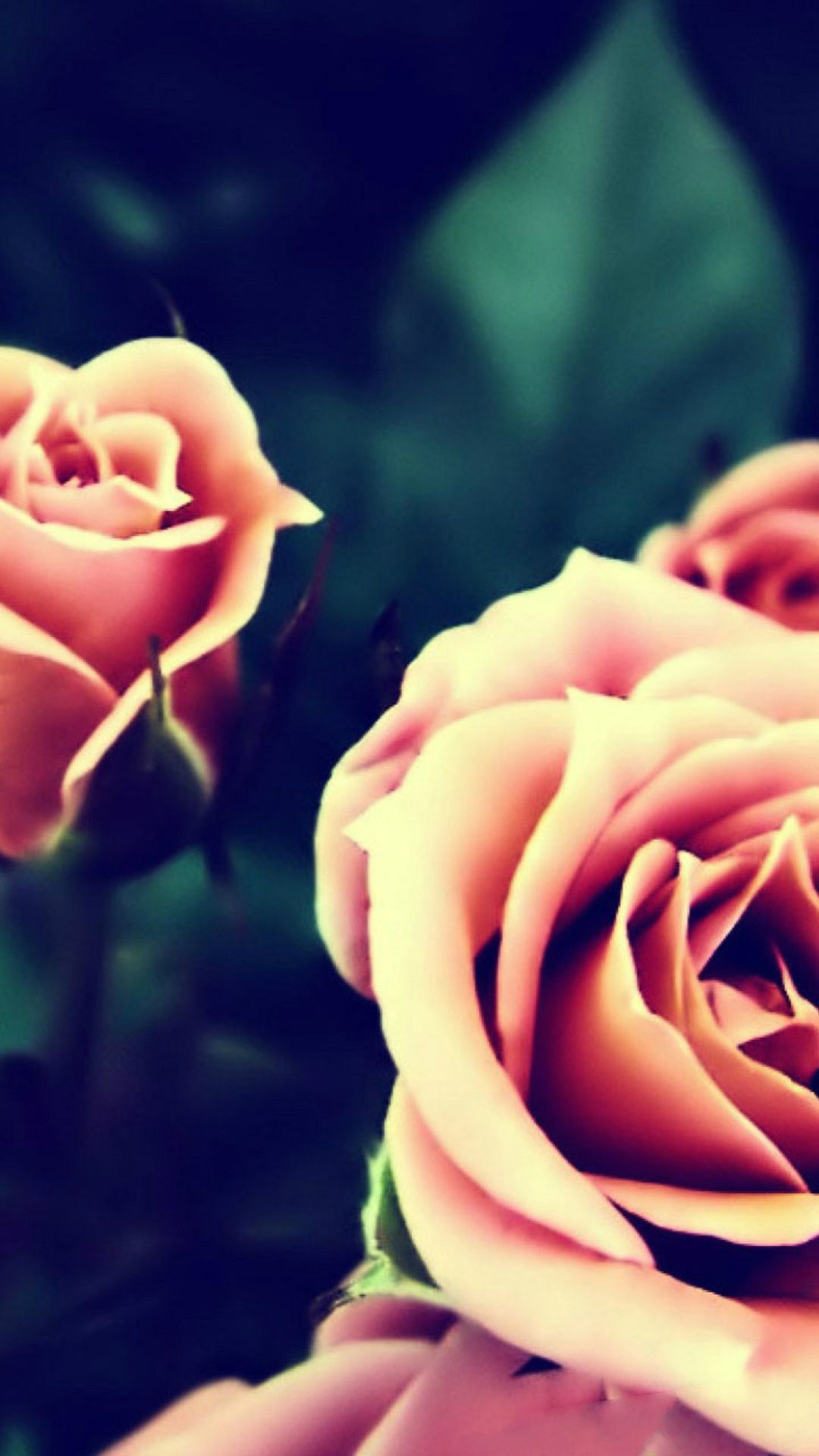 Rose rosse pattern vintage turchese, 1500x1500 HD, Desktop
