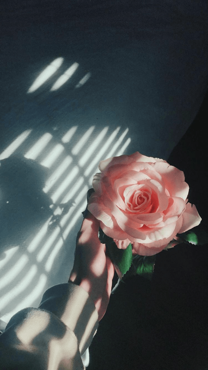 Mano con rosa rosa ombre, 720x1280 Verticale, Telefono