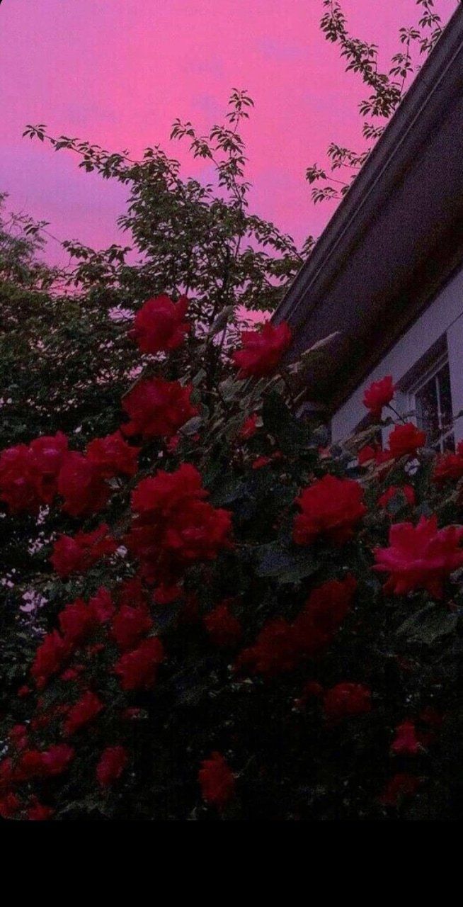 Rose rosse sotto cielo rosa, 654x1280 Full HD Verticale, iPhone
