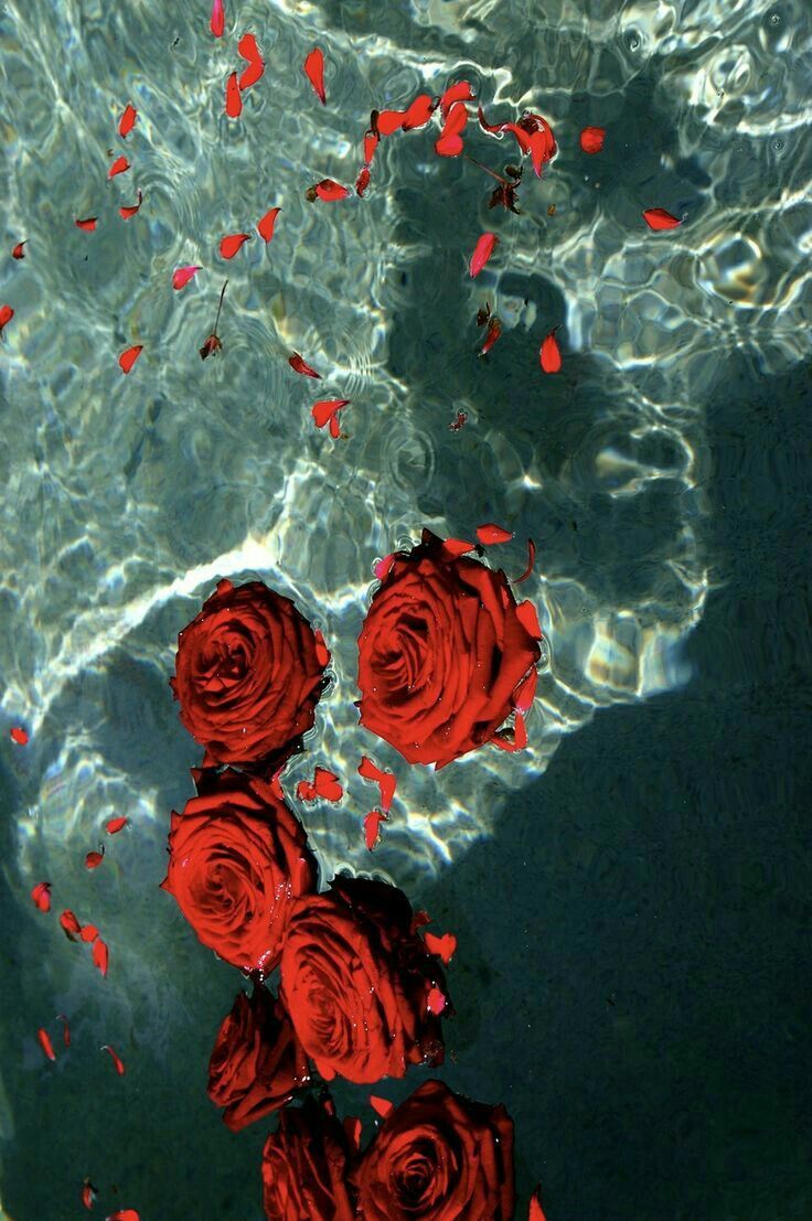 Rose rosse nell'acqua, 736x1107 Full HD Verticale, iPhone