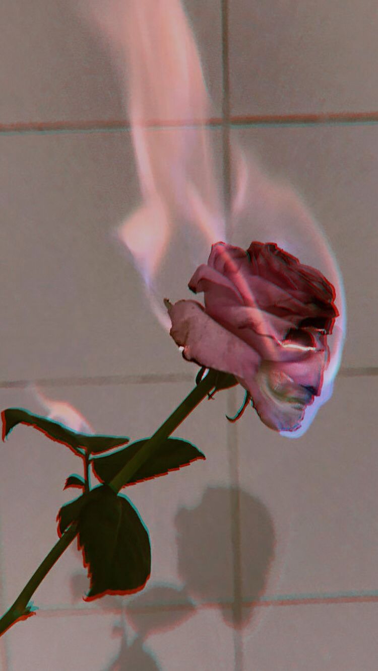 Rosa in fiamme, effetto glitch, 750x1333 Verticale, Telefono