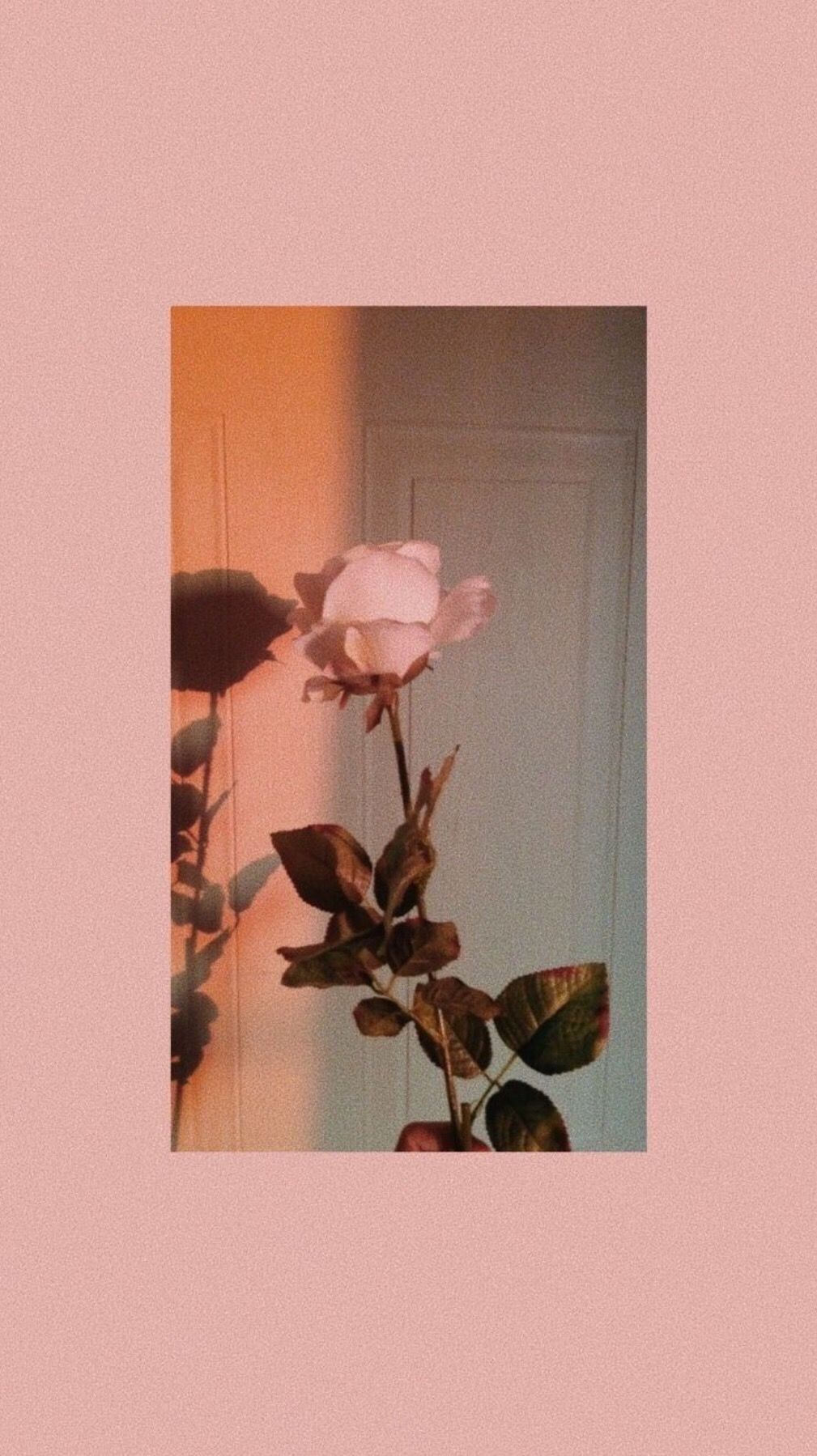 Rose rosse su superficie rosa, 720x1280 Verticale, Mobile