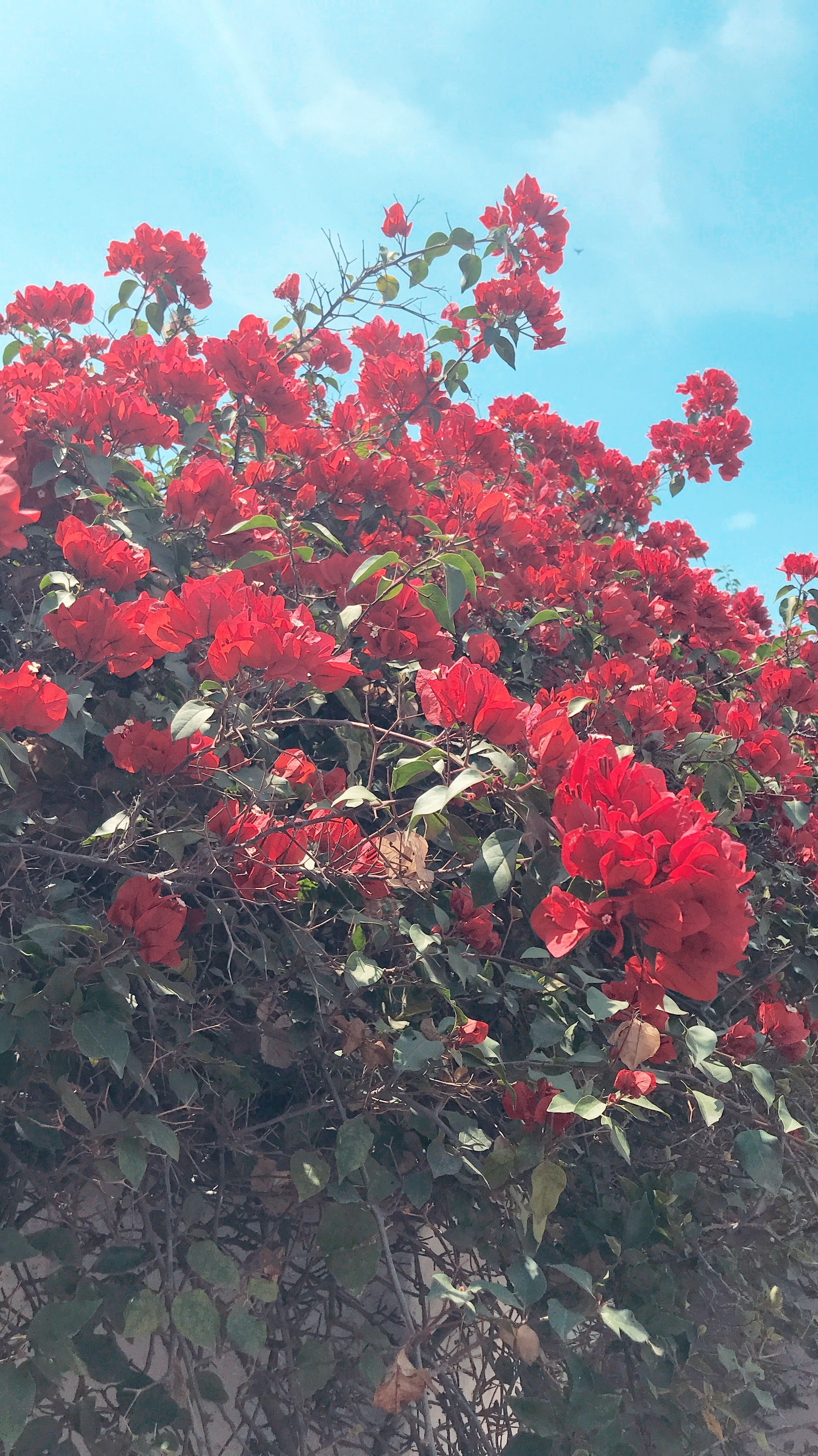 Rose rosse in triangoli geometrici, 736x1308 Verticale, Mobile