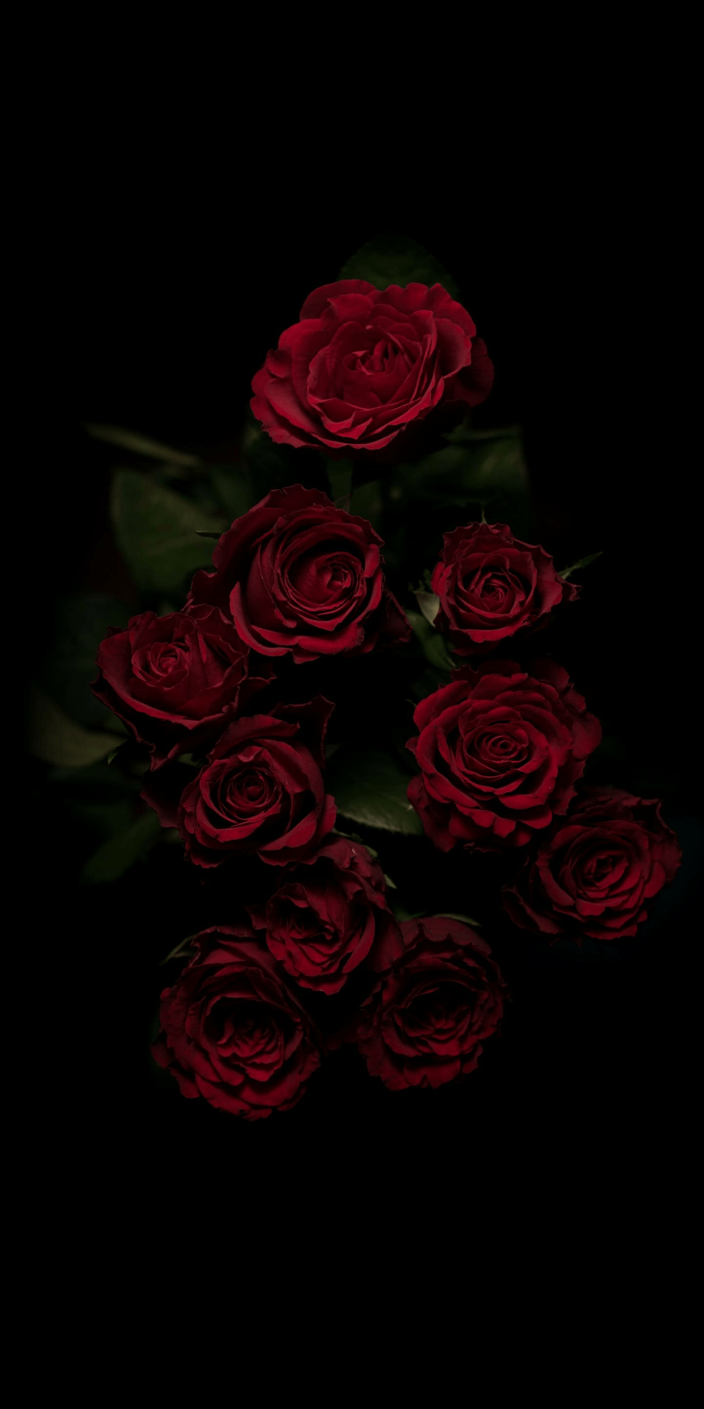Rose rosse su sfondo nero, 1440x2880 Full HD Verticale, iPhone