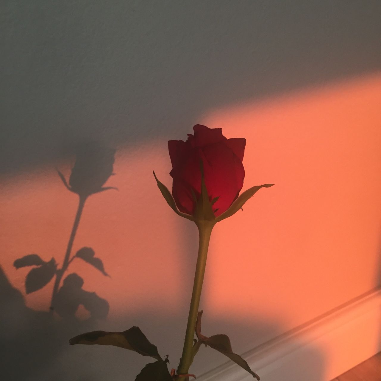 Rosa rossa con ombra al tramonto, 1280x1280 HD, Desktop