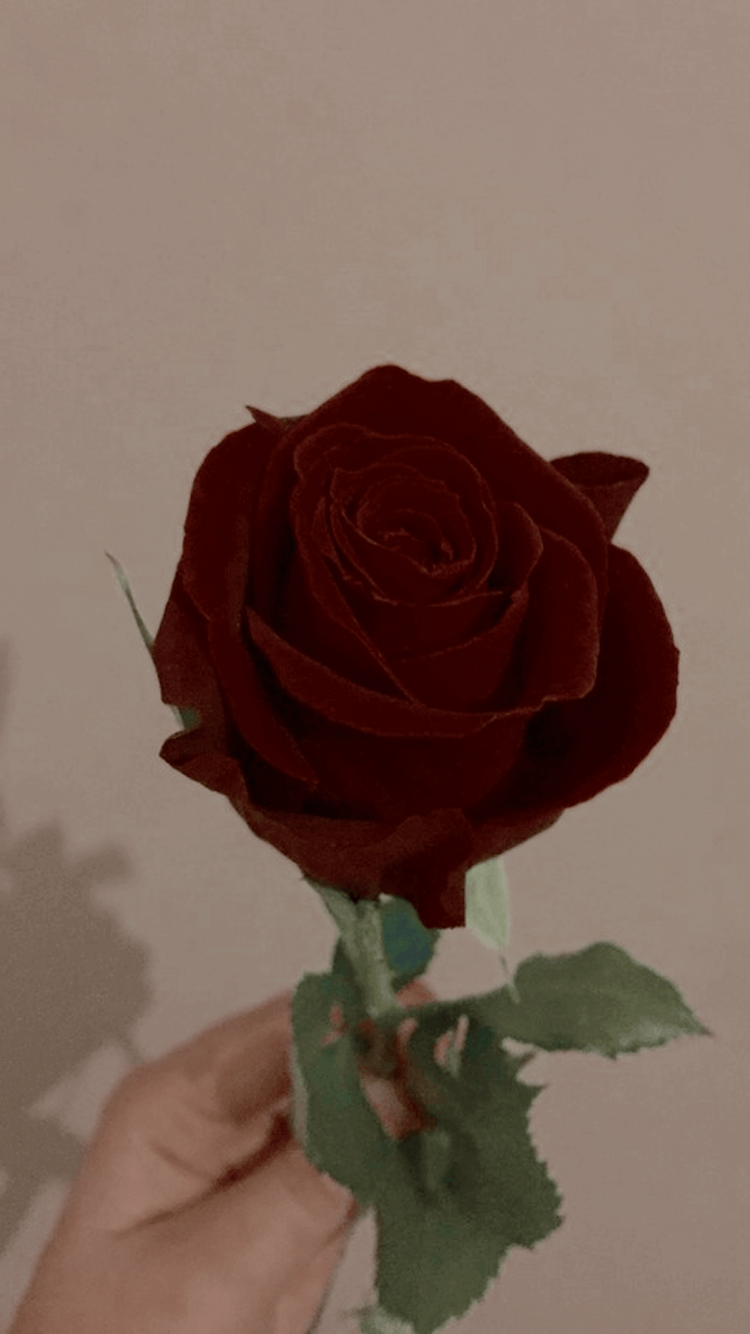 Rose rosse cielo azzurro, 2267x4032 Full HD Verticale, Smartphone