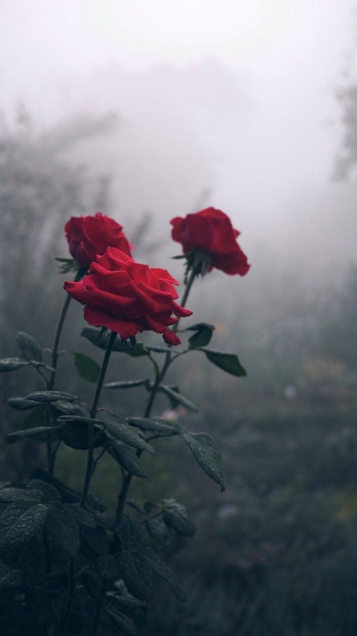 Rosa rossa in mano, 750x1334 Verticale, Telefono