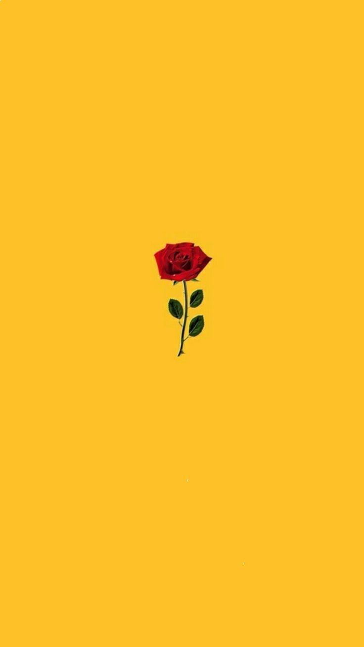 Rosa rosa su sfondo scuro, 1000x1500 Verticale, Telefono