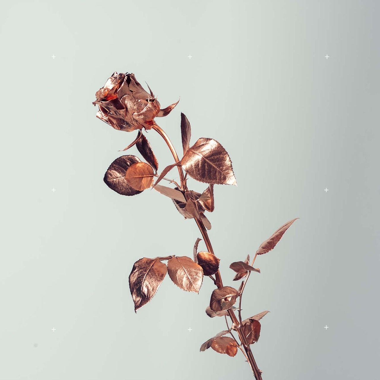 Rose secche in vaso di vetro, 1024x1024 HD, Desktop