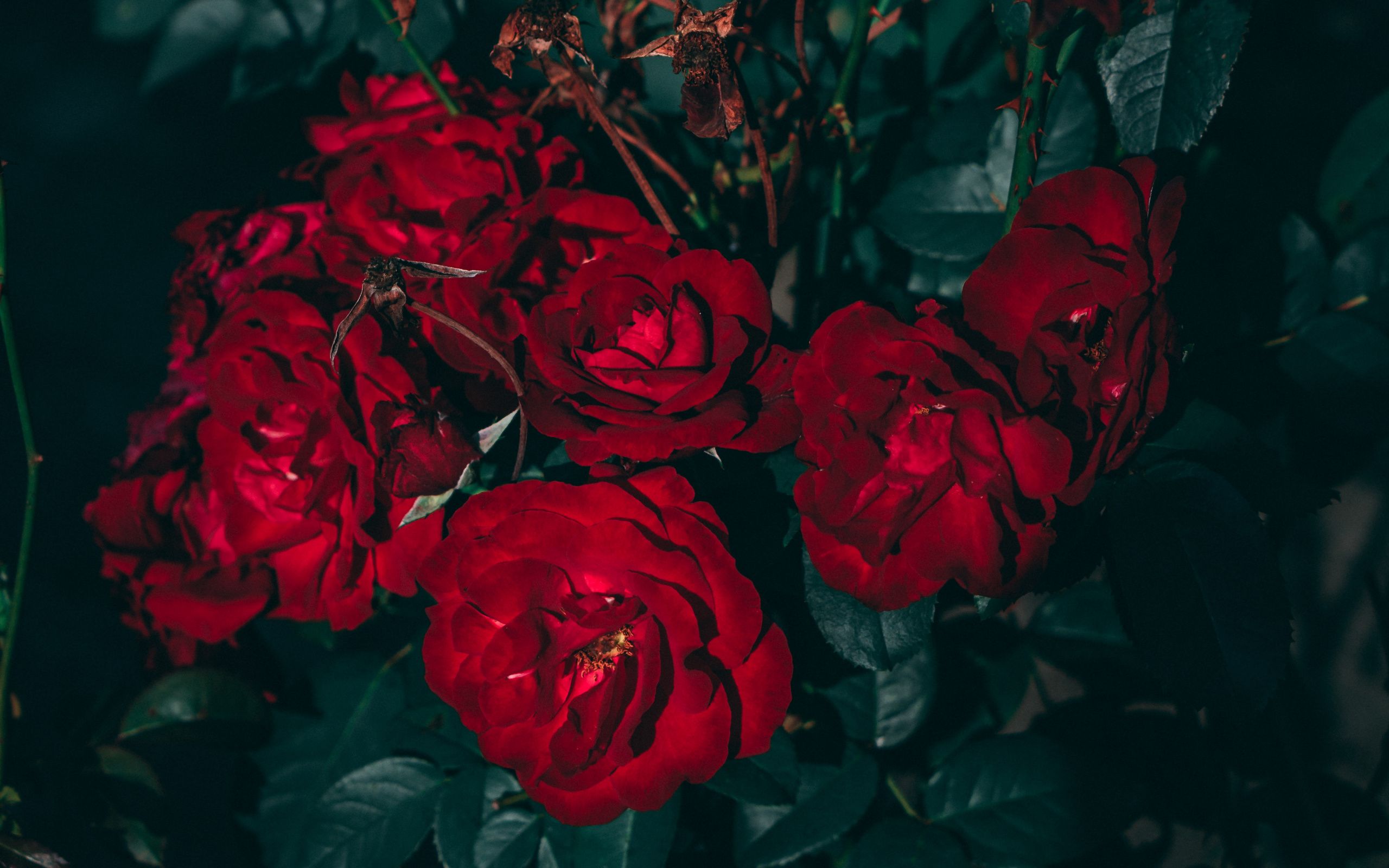 Rosa rossa cielo rosa, 720x1280 Verticale, Mobile
