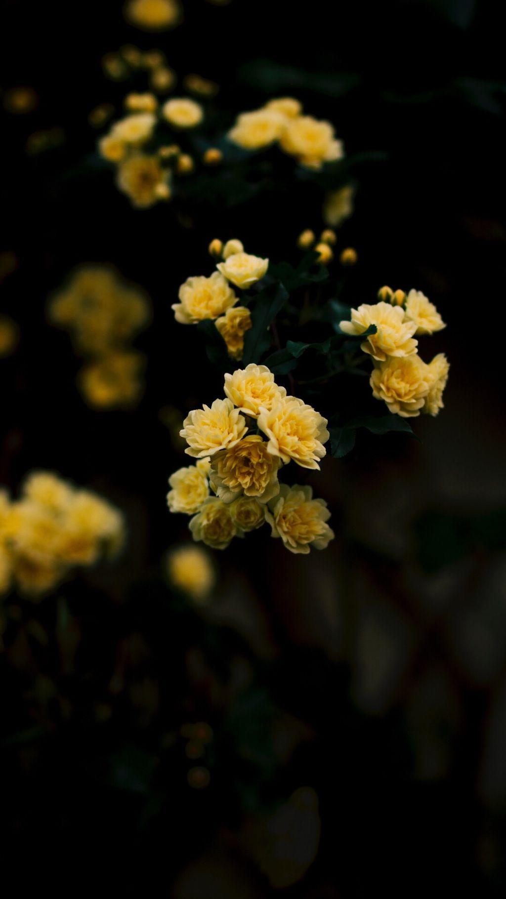 Rose rosse su sfondo scuro, 2560x1600 2K, Laptop