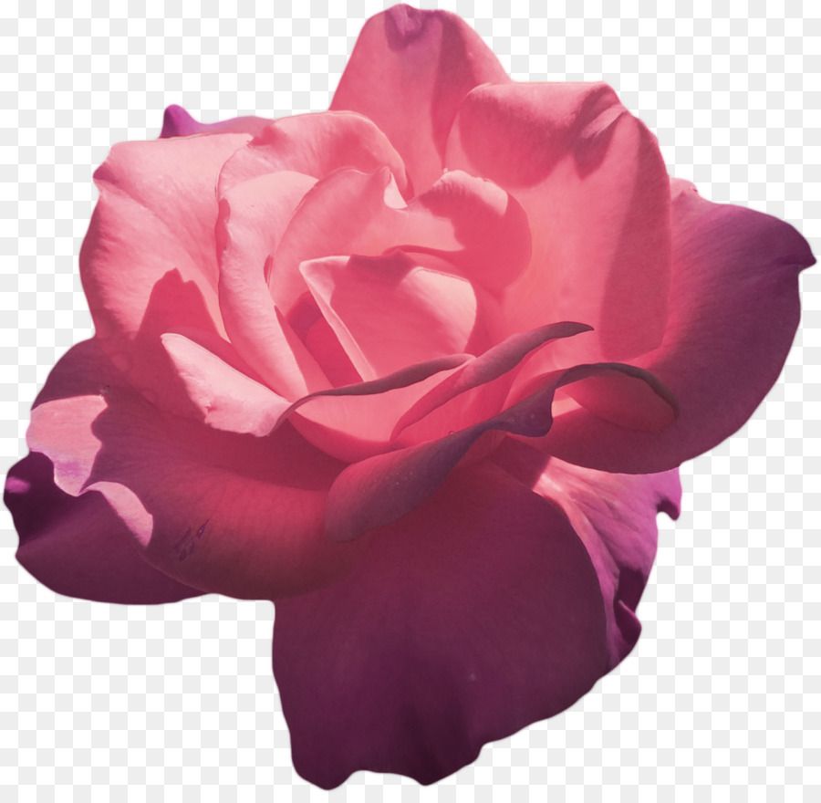 Rose rosa su sfondo scuro, 1630x2897 Verticale, Mobile