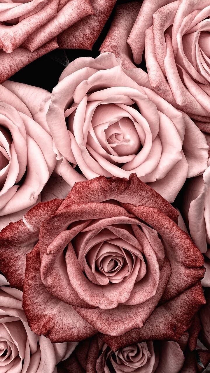 Rosa nera bianco e nero, 1080x1920 Verticale, Telefono