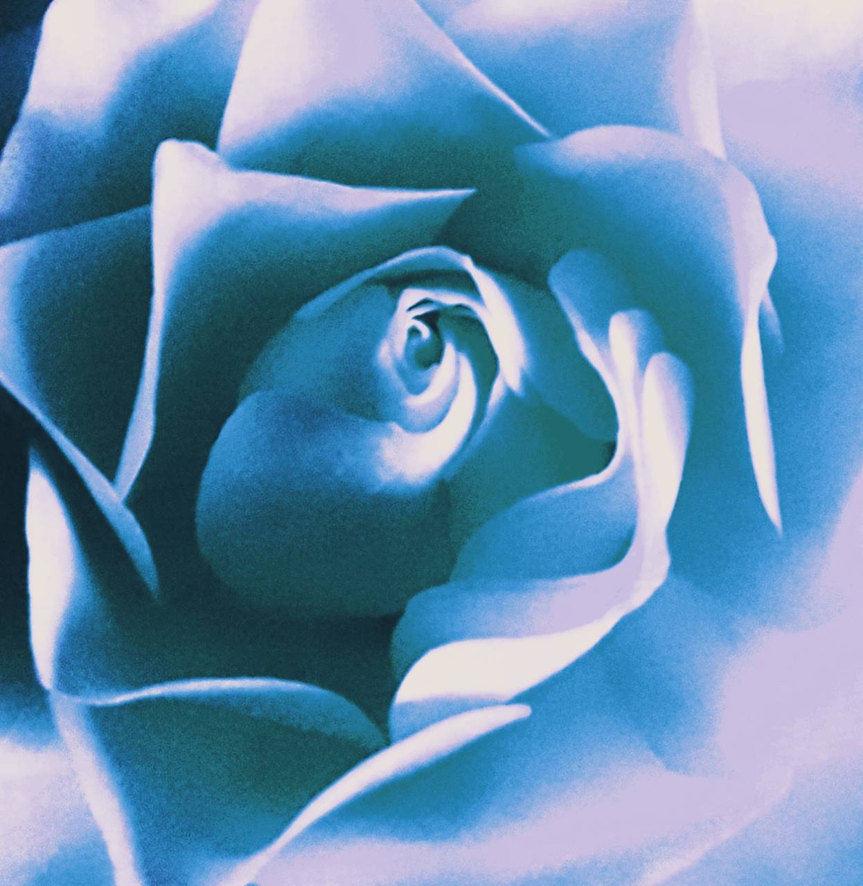 Rosa blu estetica primo piano, 1246x1280 Verticale, Mobile