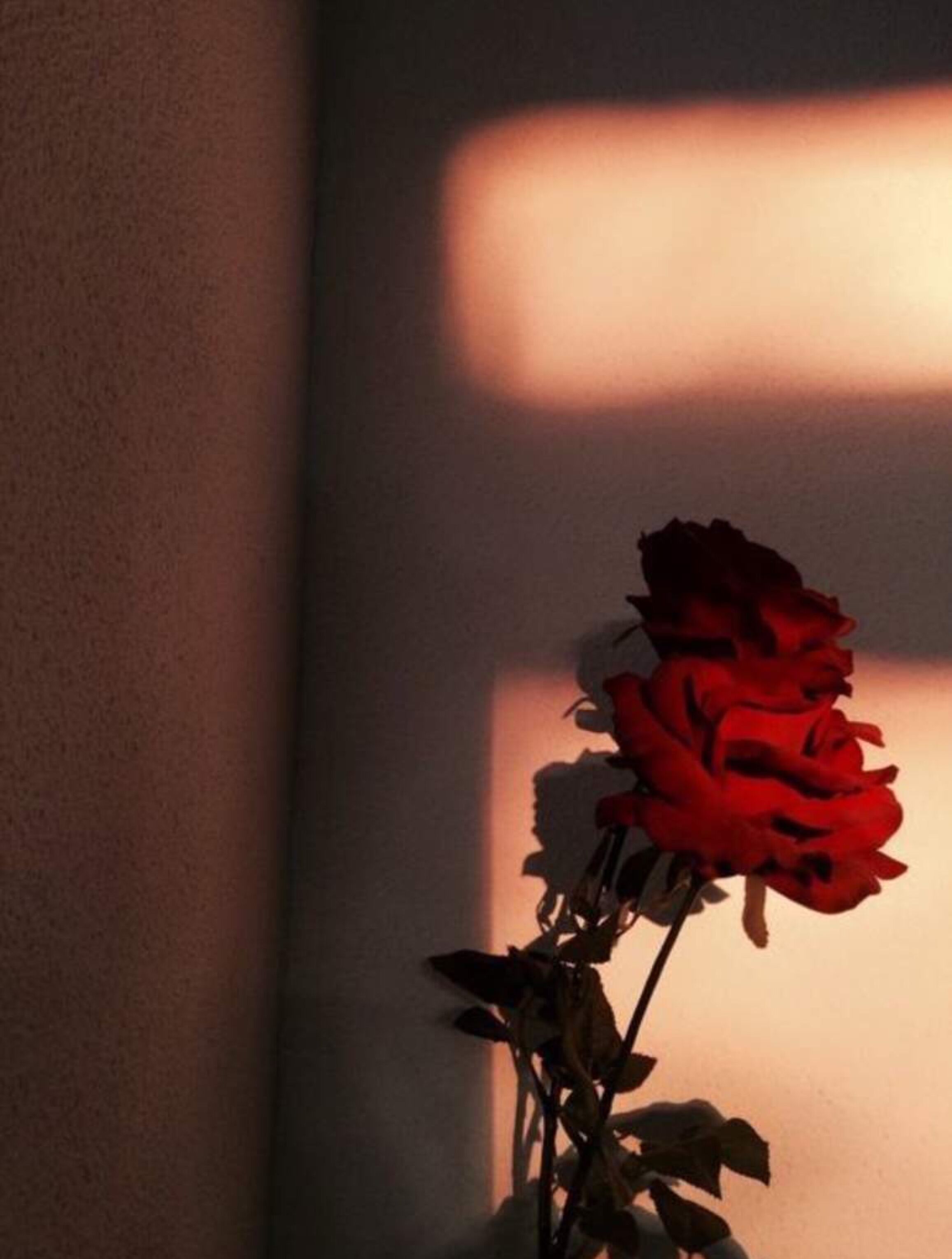 Rose rosse in controluce, 2313x3057 Verticale, Telefono