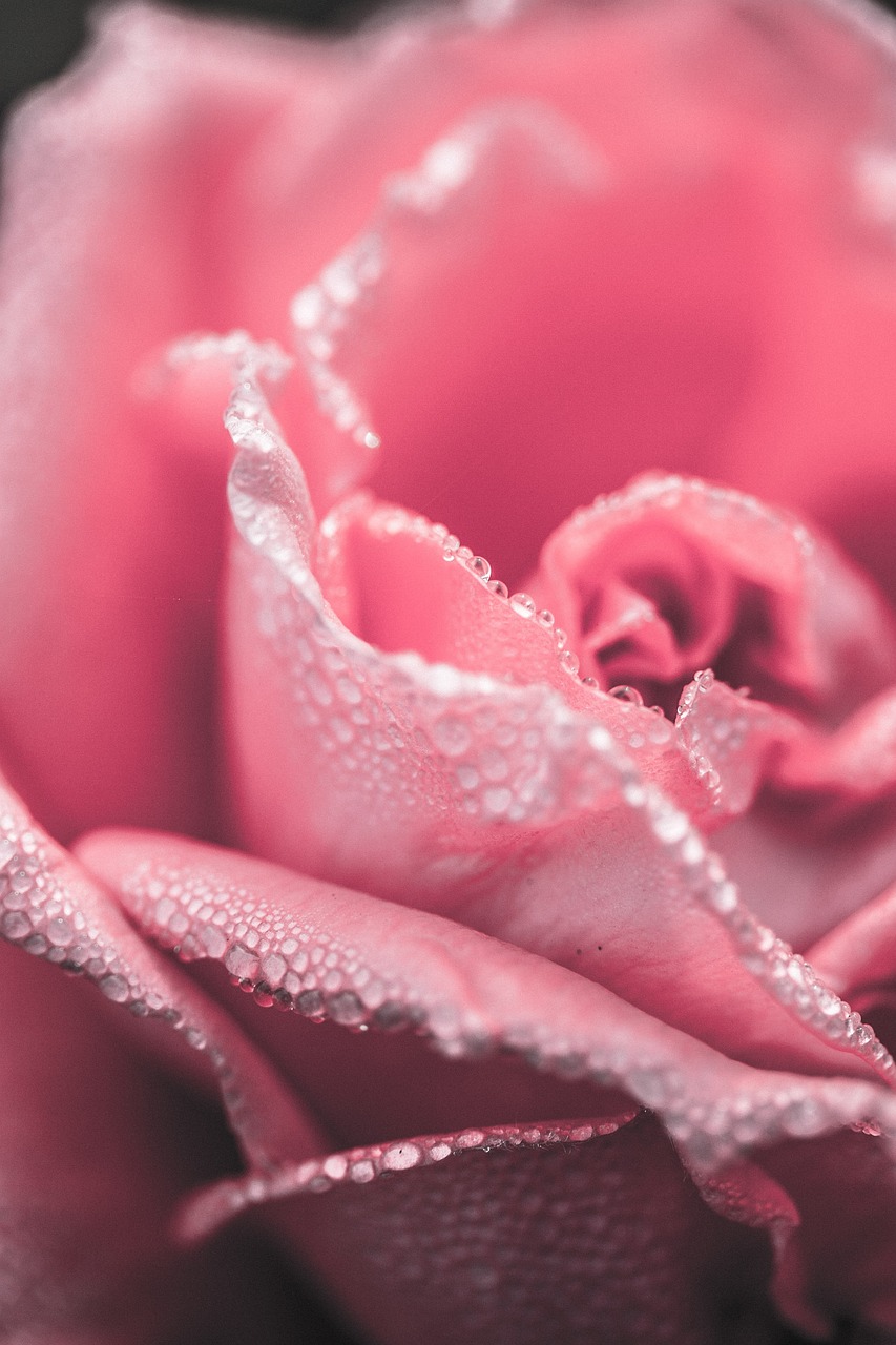 Rosa rosa con gocce d'acqua, 853x1280 Full HD Verticale, iPhone