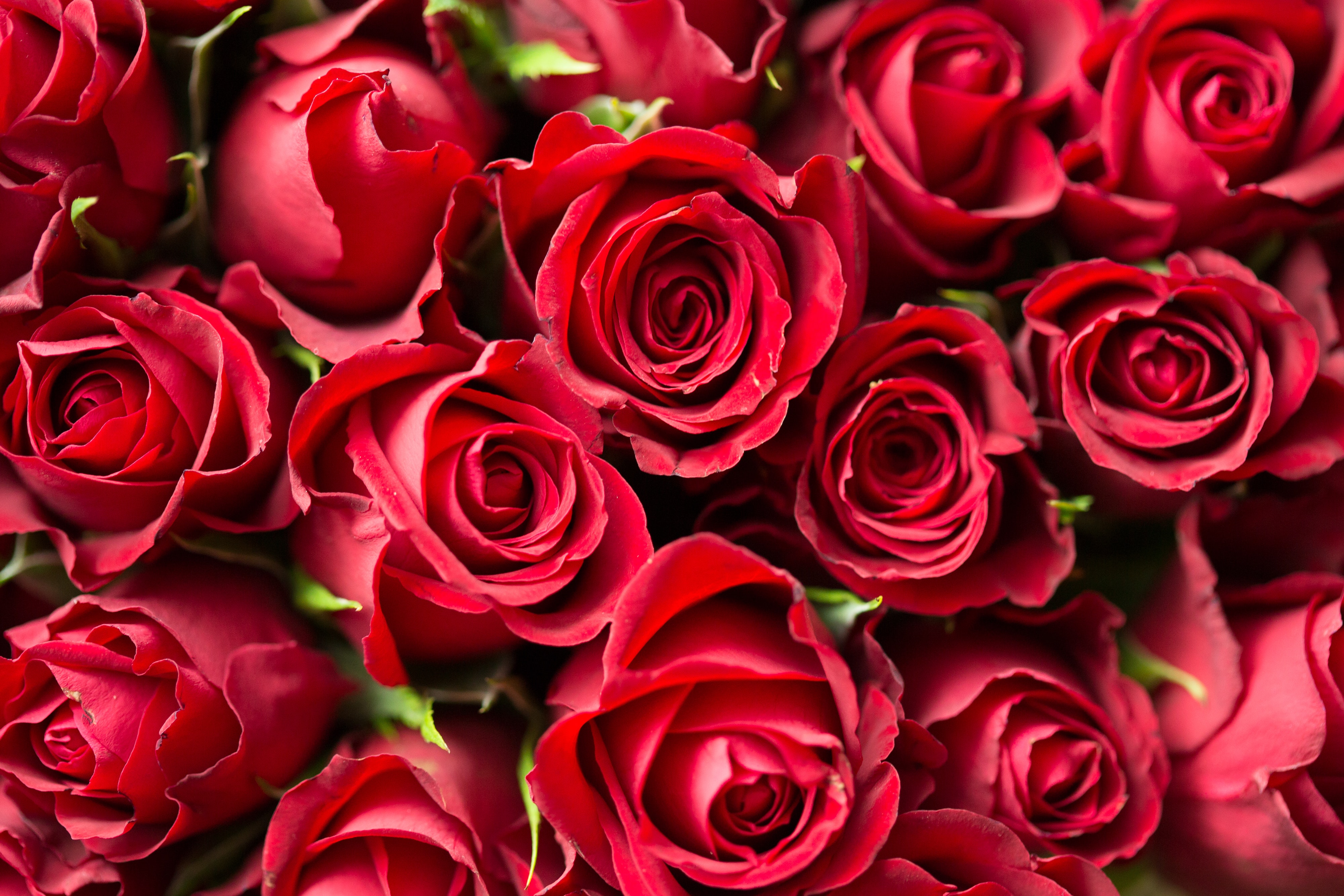 Mazzo di rose rosse, 4000x2667 UHD, PC 4K