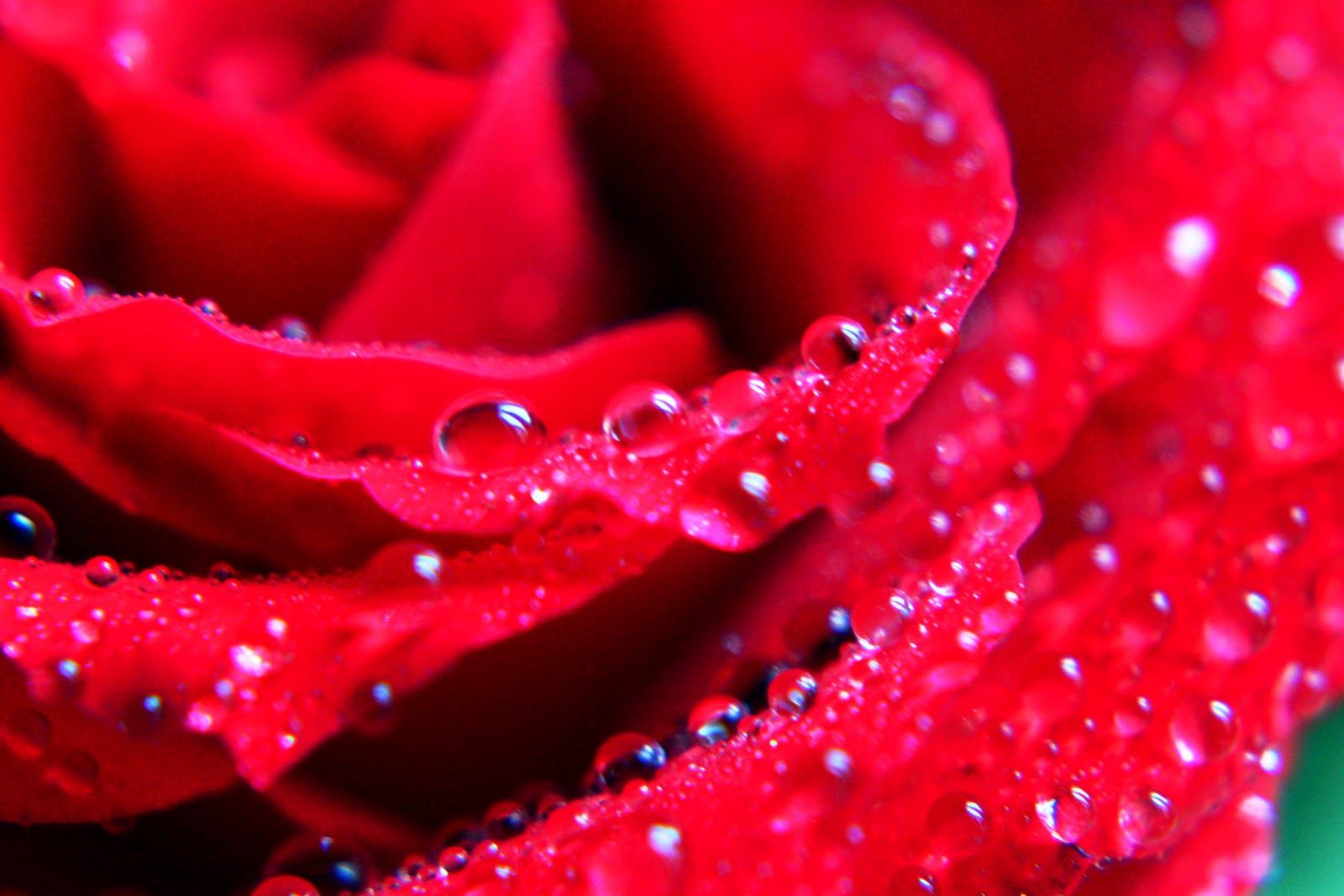 Rosa rossa con gocce d'acqua, 1600x1067 HD, Desktop