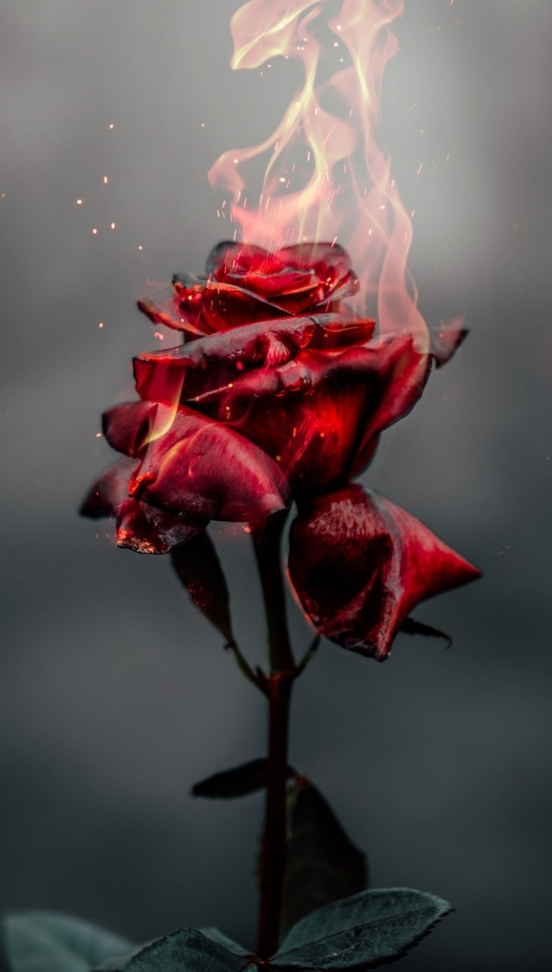 Rosa rossa in fiamme, 1080x1900 Full HD Verticale, iPhone