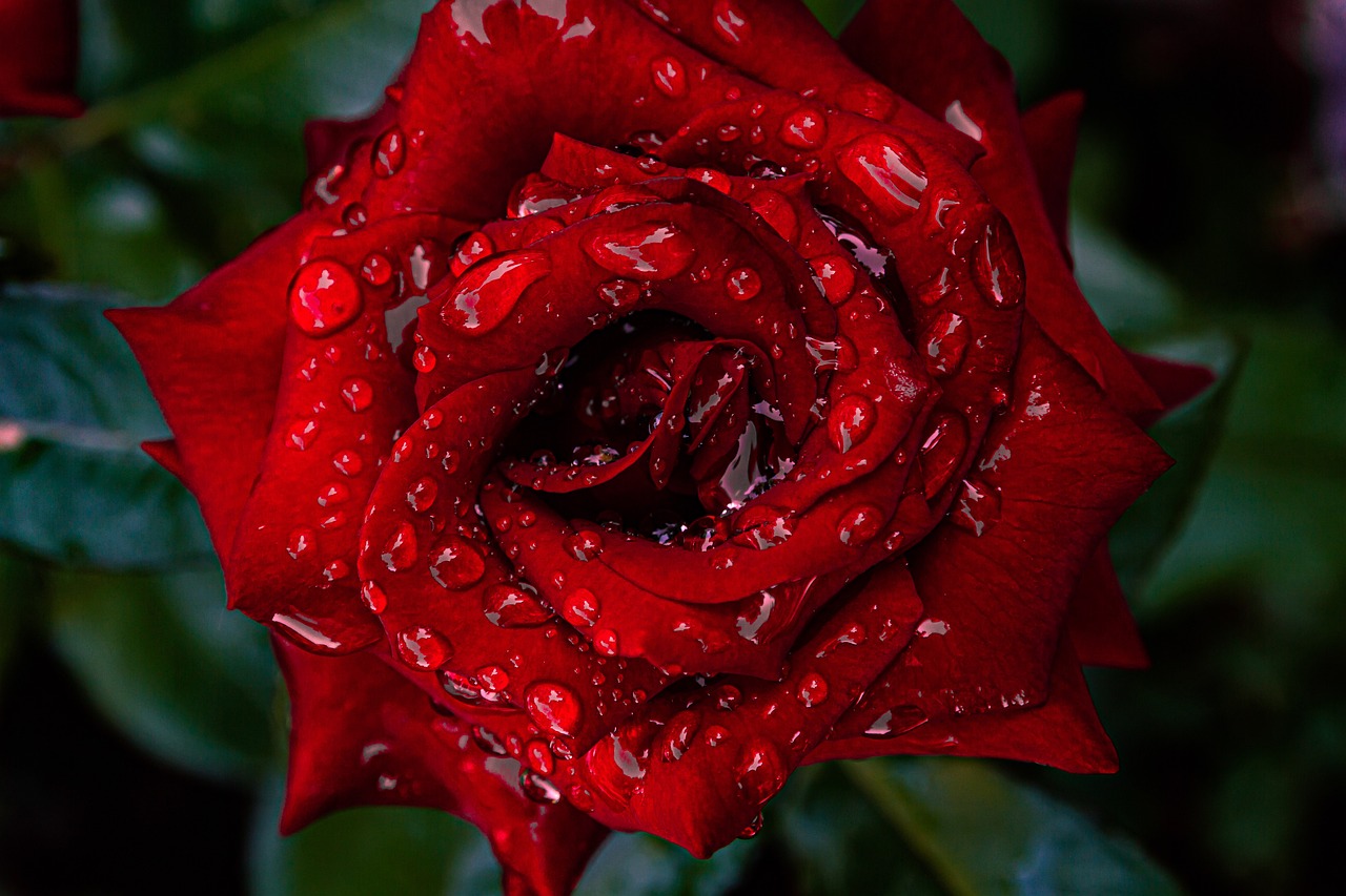 Rosa rossa con gocce d'acqua, 1280x853 HD, Desktop