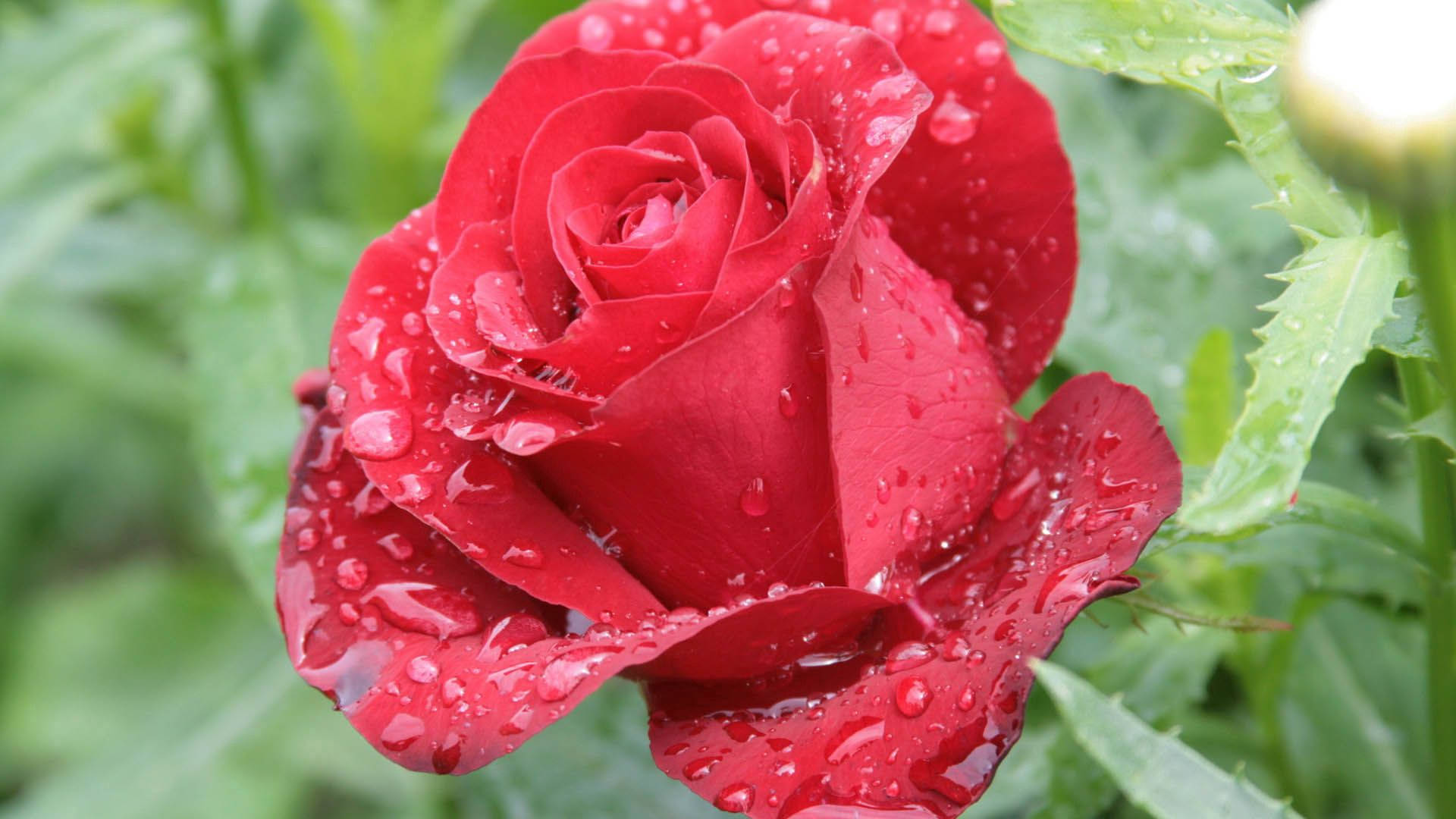 Rosa rossa con gocce d'acqua, 1920x1080 1080p, Desktop
