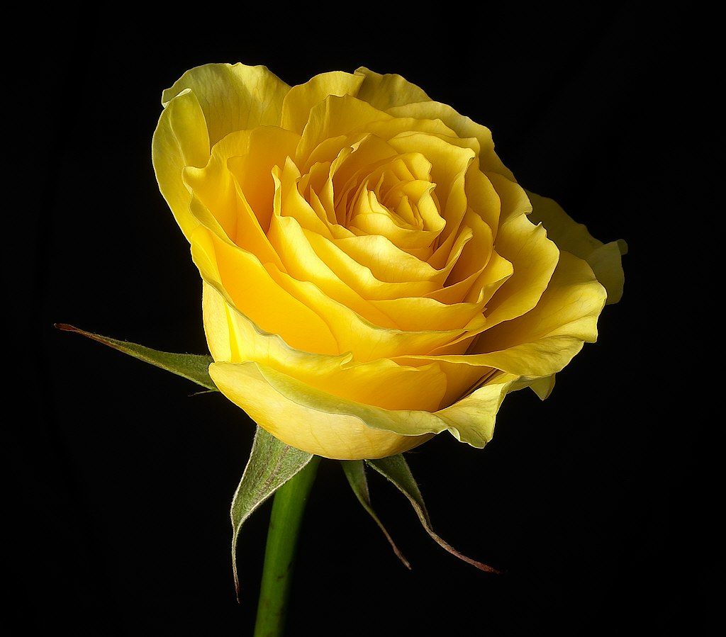 Rosa gialla su sfondo nero, 1024x899 HD, Laptop