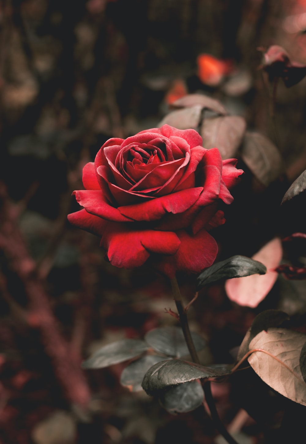Rosa rossa su sfondo scuro, 1000x1450 Verticale, Telefono