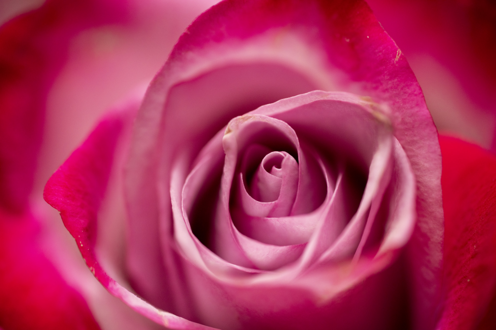 Rosa rosa in primo piano, 1920x1280 Full HD+, PC Desktop
