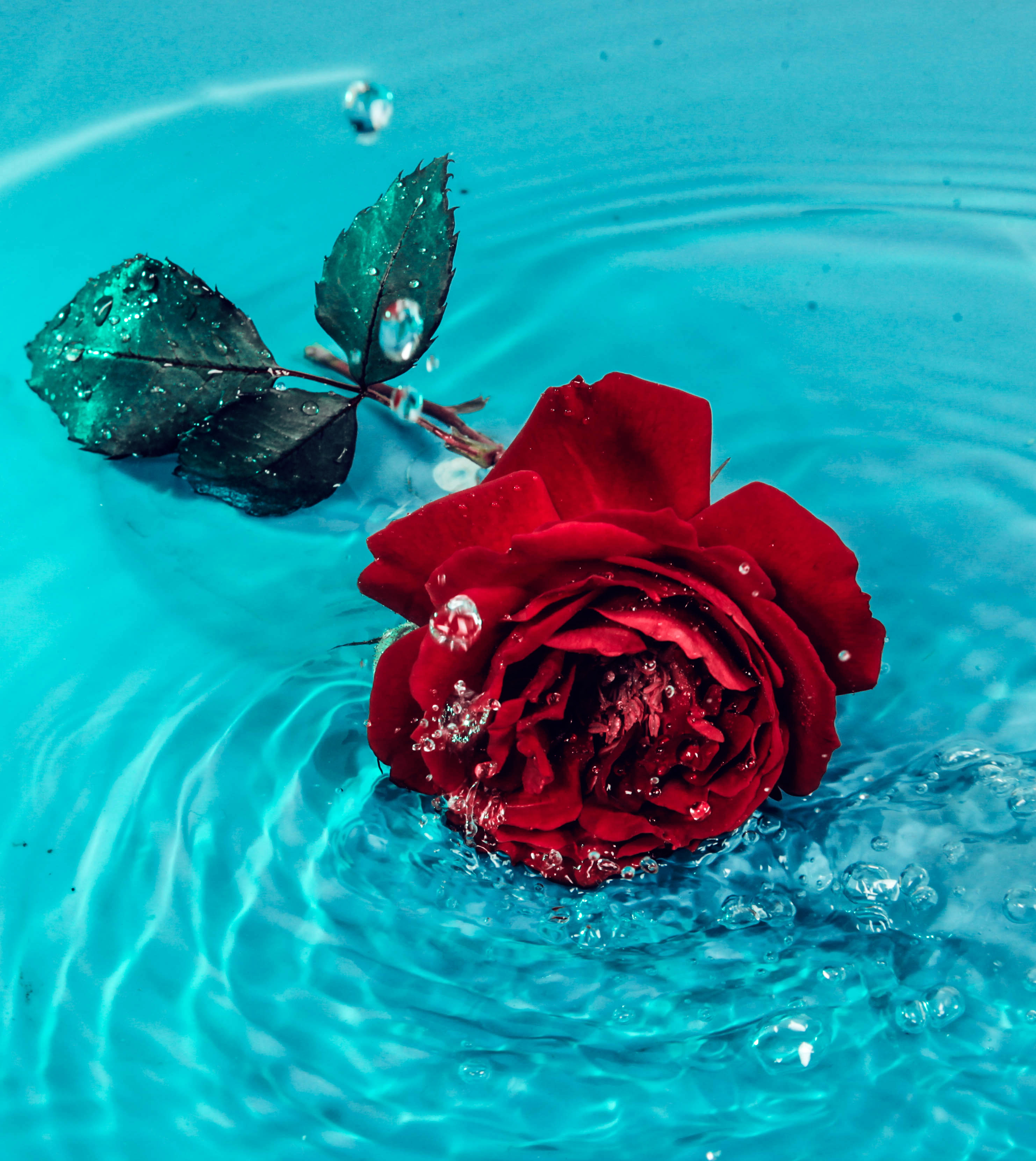 Rosa rossa sull'acqua, 2964x3321 Verticale, Android