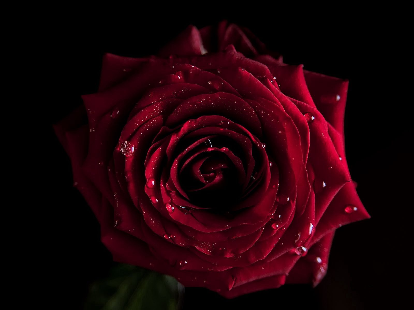 Rosa rossa con gocce d'acqua, 1600x1200 HD, Laptop