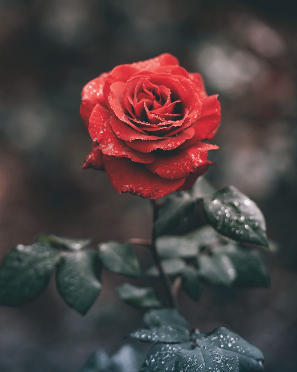 Rosa rossa con gocce d'acqua, 1000x1250 Verticale, Mobile