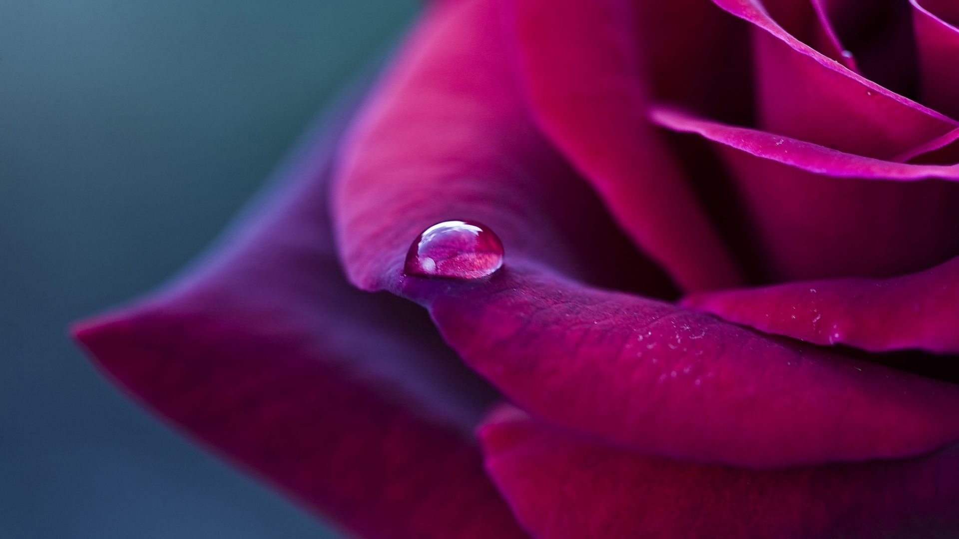 Goccia d'acqua su rosa rossa, 1920x1080 Full HD, Laptop
