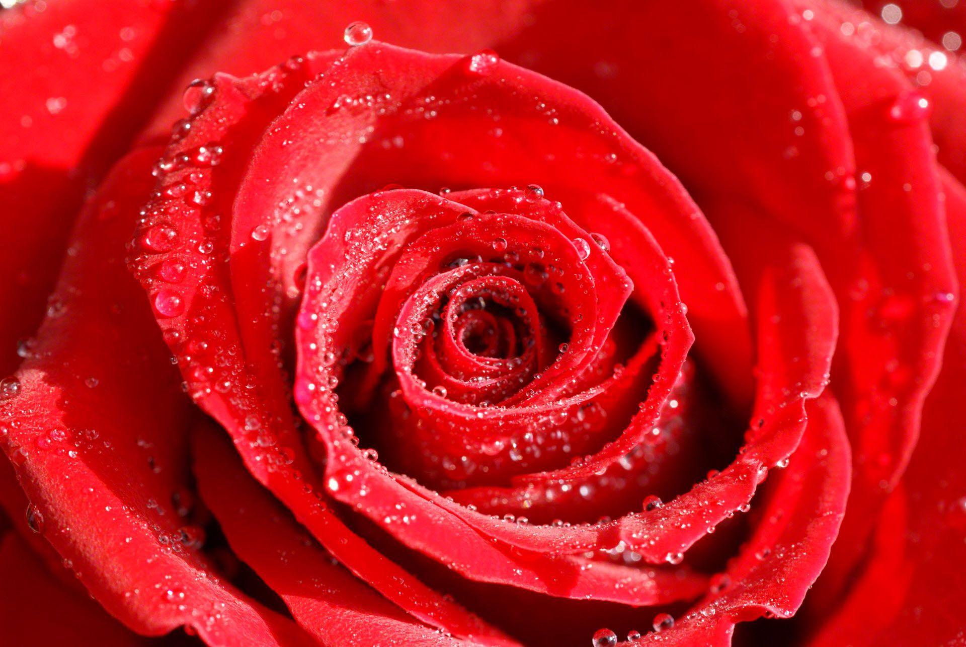 Rosa rossa con gocce d'acqua, 1920x1285 WUXGA, PC Desktop