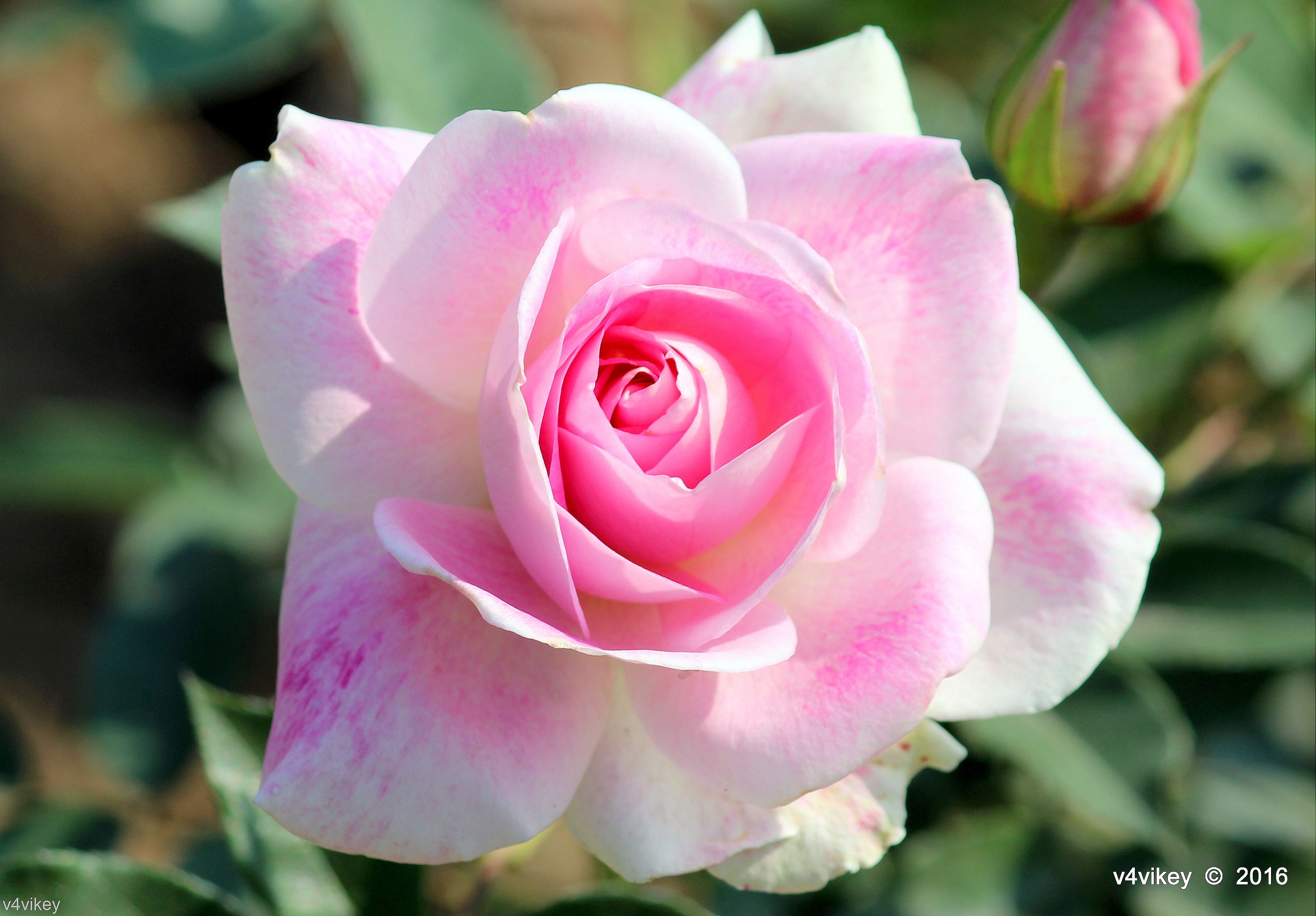 Rosa rosa e bianca, 3661x2549 2K, PC