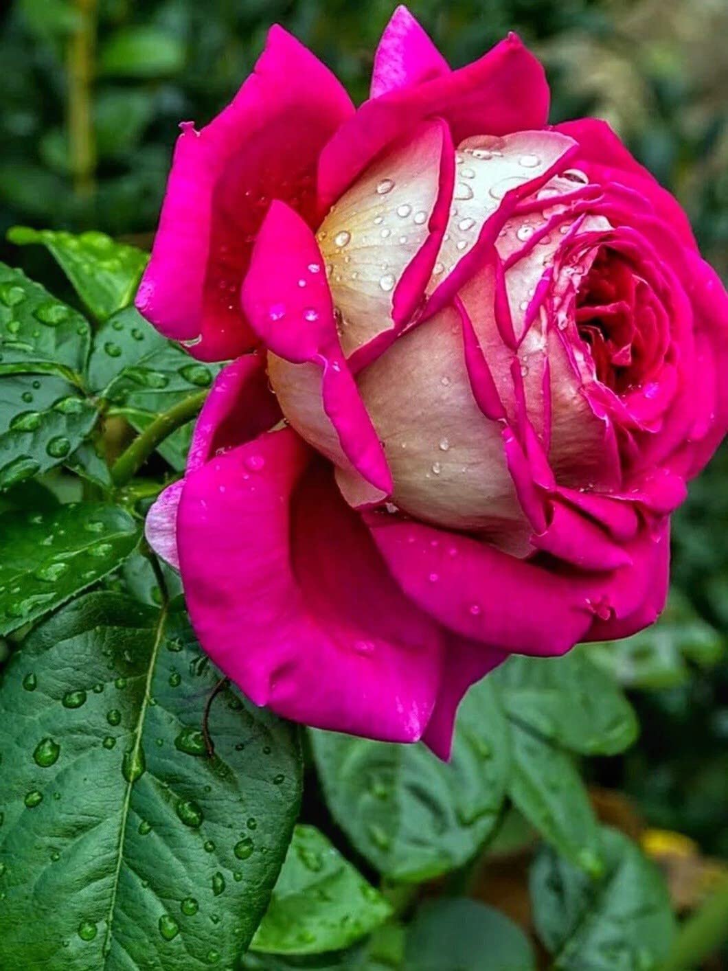 Rosa rosa fucsia con gocce, 1060x1414 Verticale, Telefono