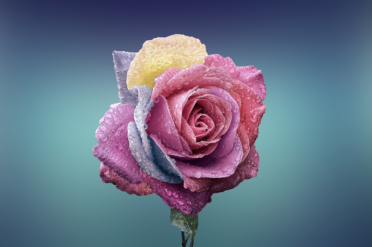 Rosa multicolore con gocce di rugiada, 1280x851 720p, Acer Nitro