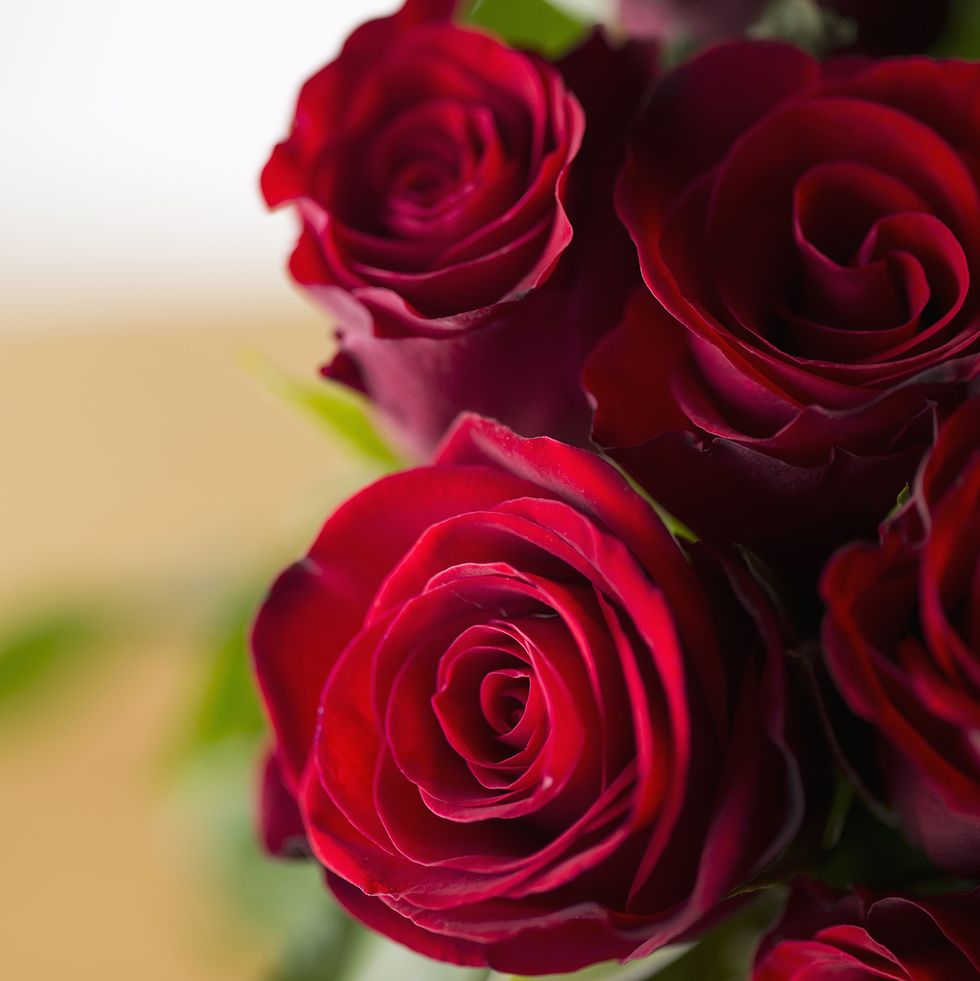 Rose rosse in primo piano, 980x981 Verticale, Mobile