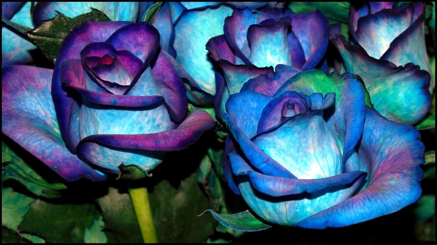 Rose blu e viola, 1440x810 HD, Desktop