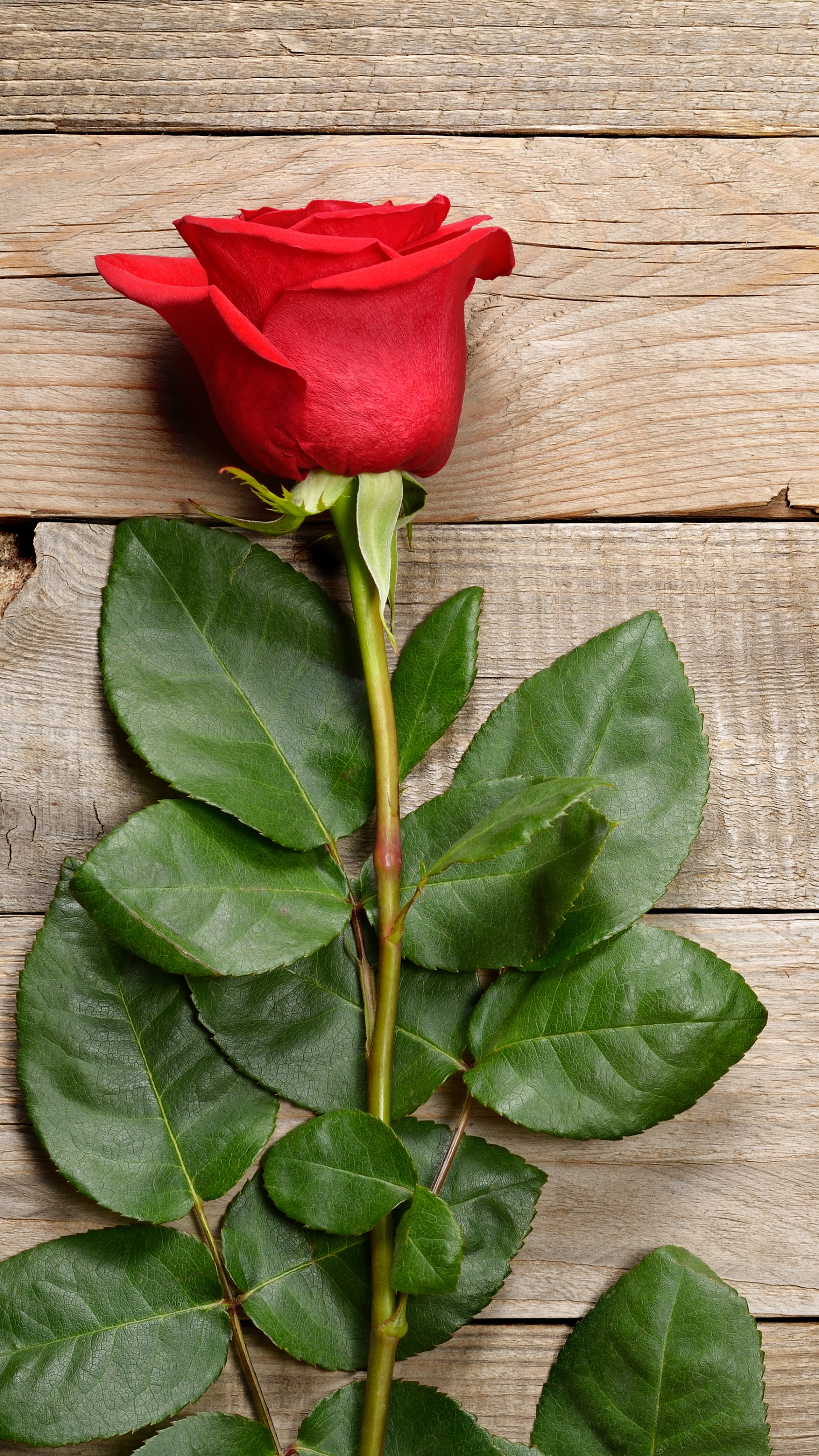 Rosa rossa su legno, 2160x3840 Full HD Verticale, Smartphone