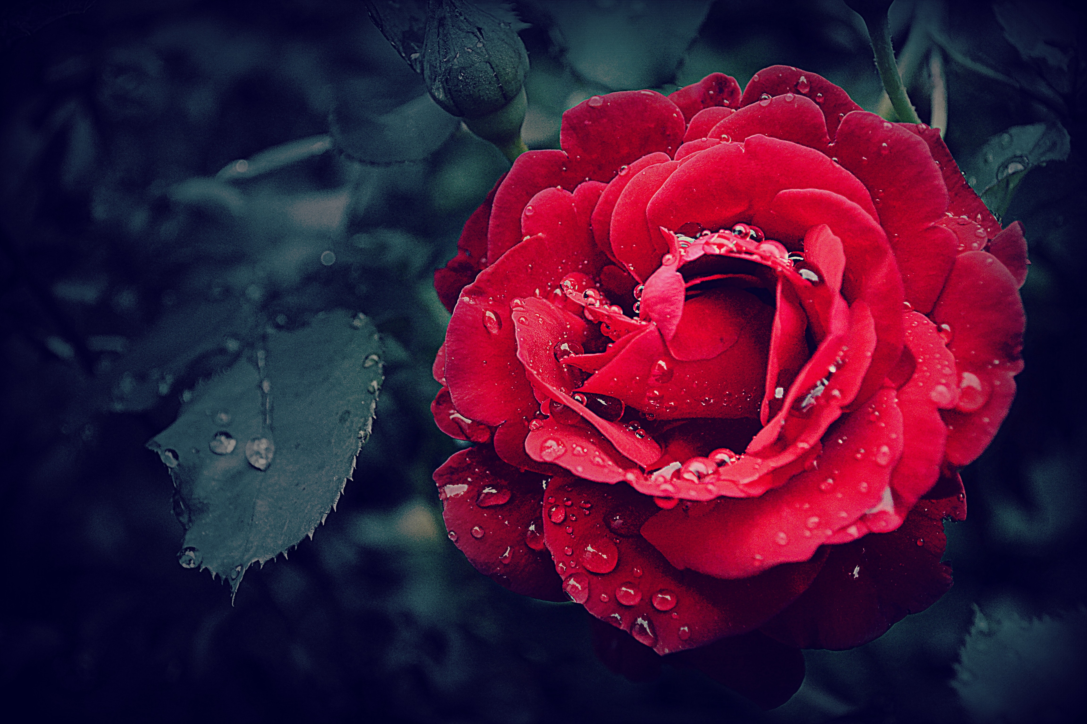 Rosa rossa con gocce d'acqua, 4608x3072 Ultra HD, 4K TV