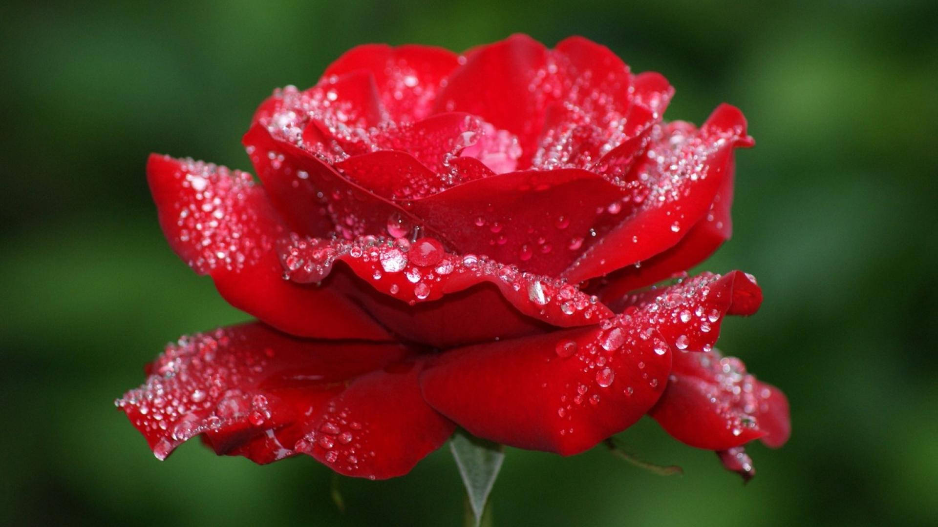 Rosa rossa con gocce d'acqua, 1920x1080 1080p, PC