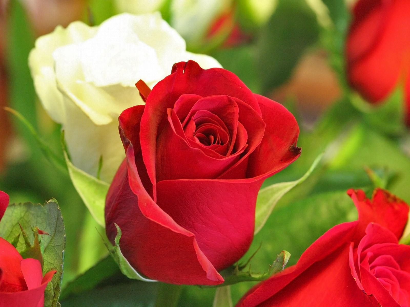 Rose rosse e bianche, 1600x1200 HD, Laptop