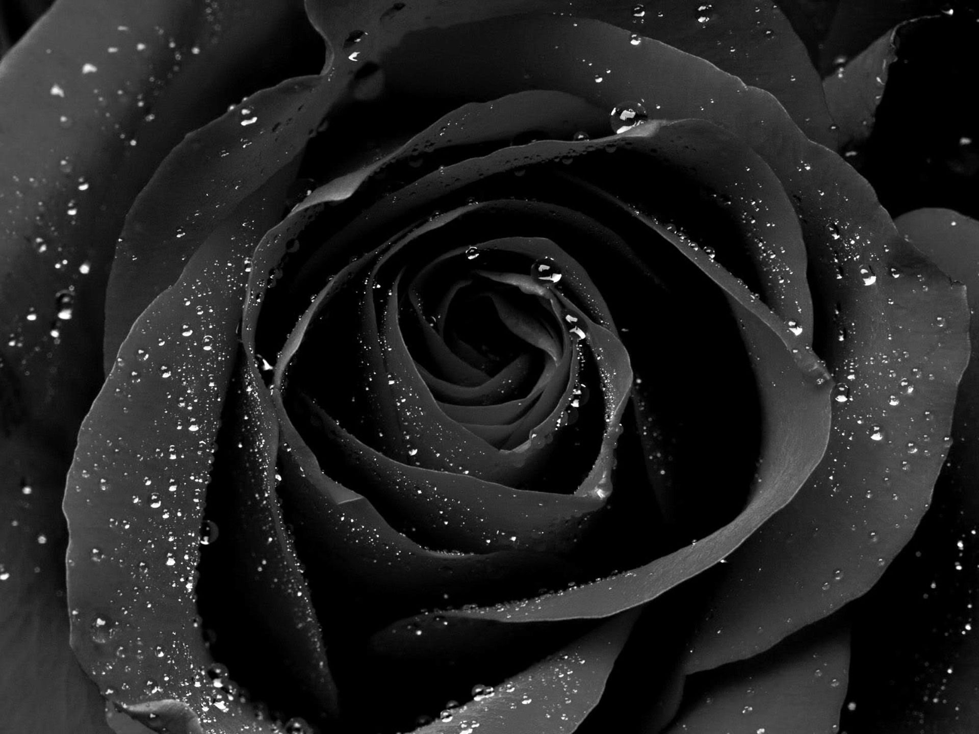 Rosa nera con gocce d'acqua, 1920x1440 Full HD+, Desktop