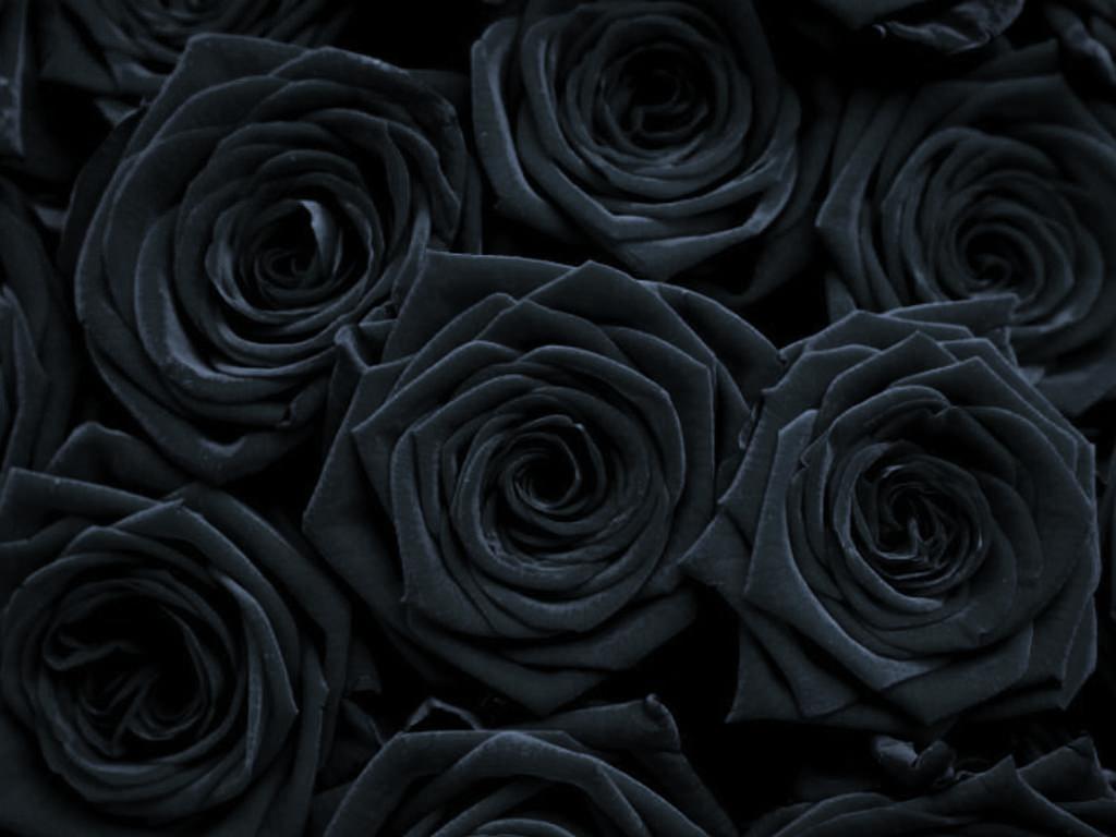 Rose gotiche nere ravvicinate, 1024x768 HD, iMac